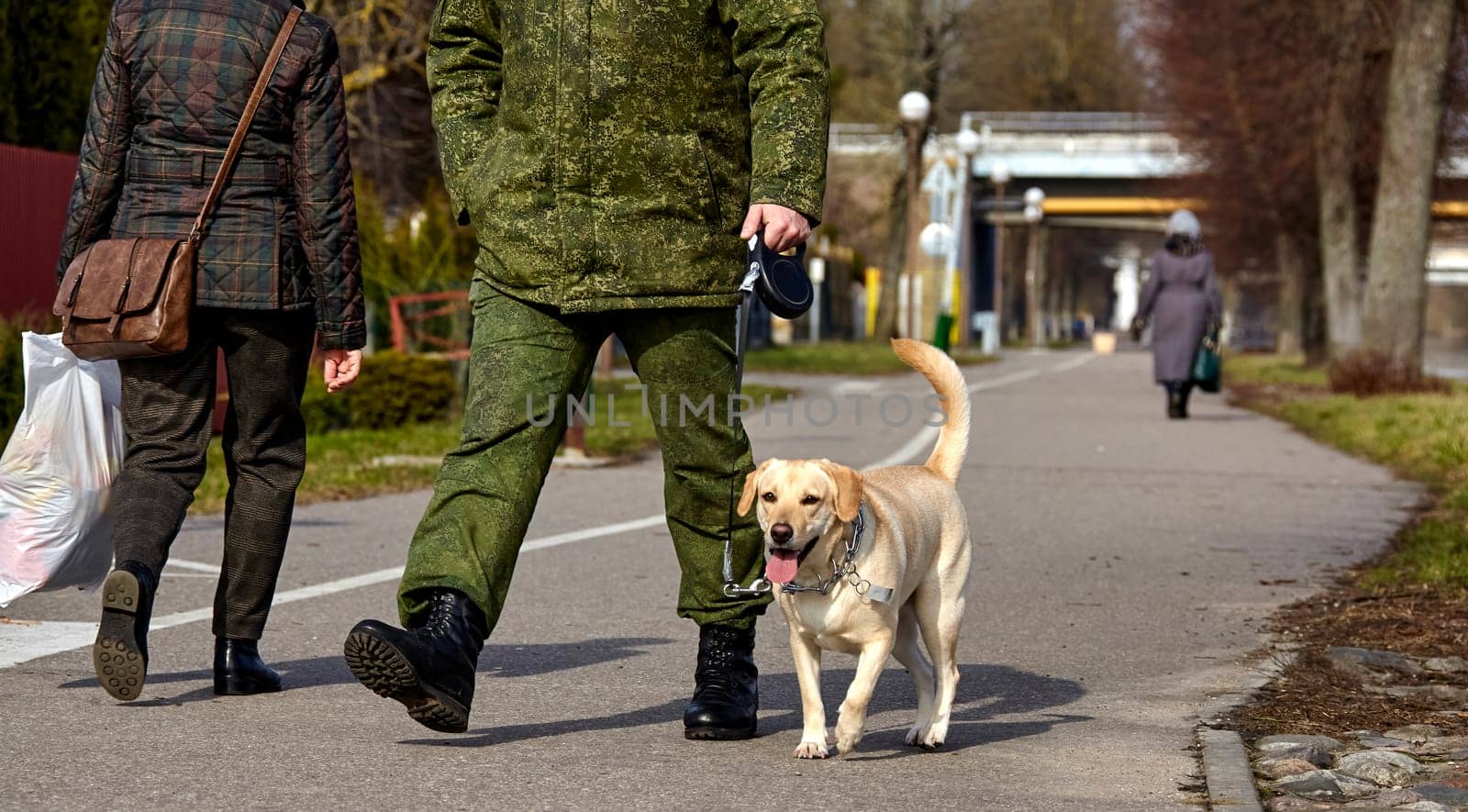 A Golden Labrador Retriever is out for a walk on a paved path in a park, guided by an owner clad in green military-style attire. The dog looks happy and energetic, wagging its tail as it strolls alongside, with other park-goers in the background.