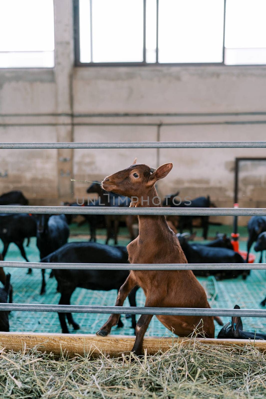 Brown goat with a blade of grass in its mouth stands leaning its front hooves on the fence of the pen and looks to the side. High quality photo
