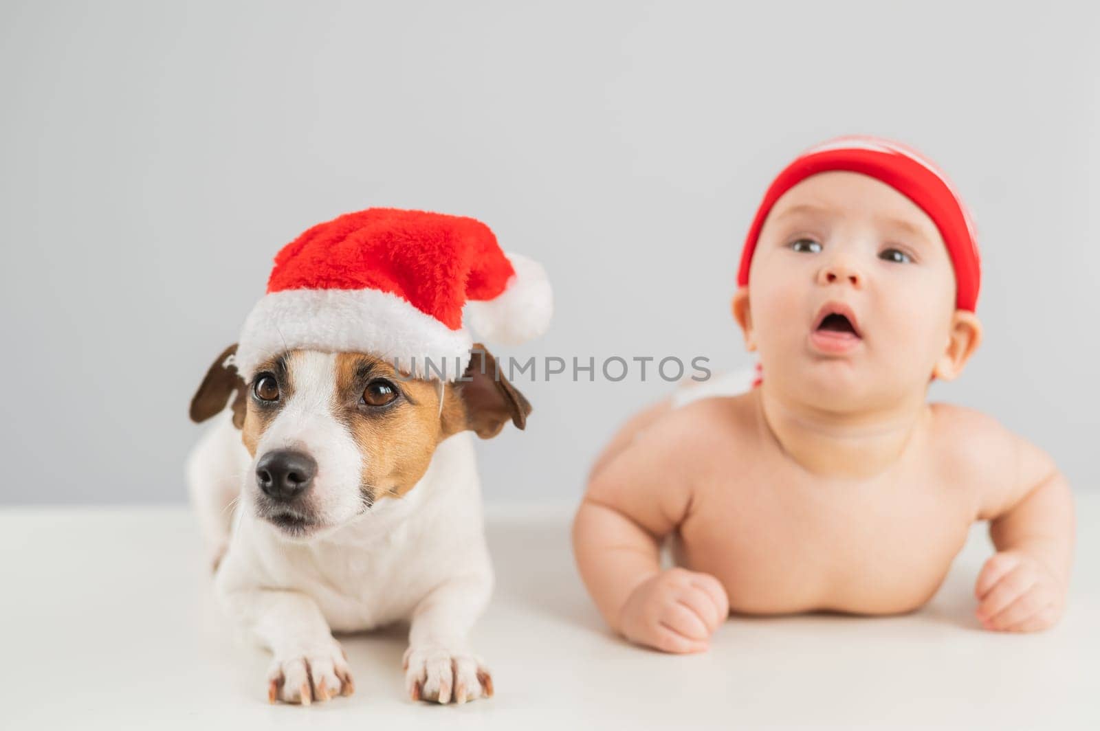Cute little boy and Jack Russell terrier dog in santa hats on white background. by mrwed54
