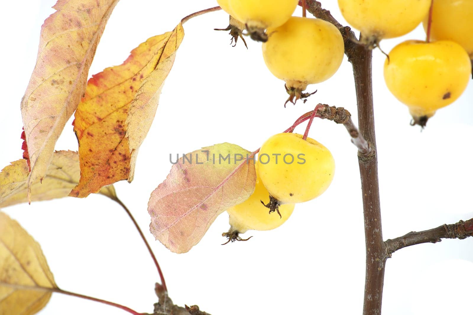 Ripe crab apples on the branch isolated on white background. Malus sylvestris, European crab apple, European wild apple or simply the crab apple