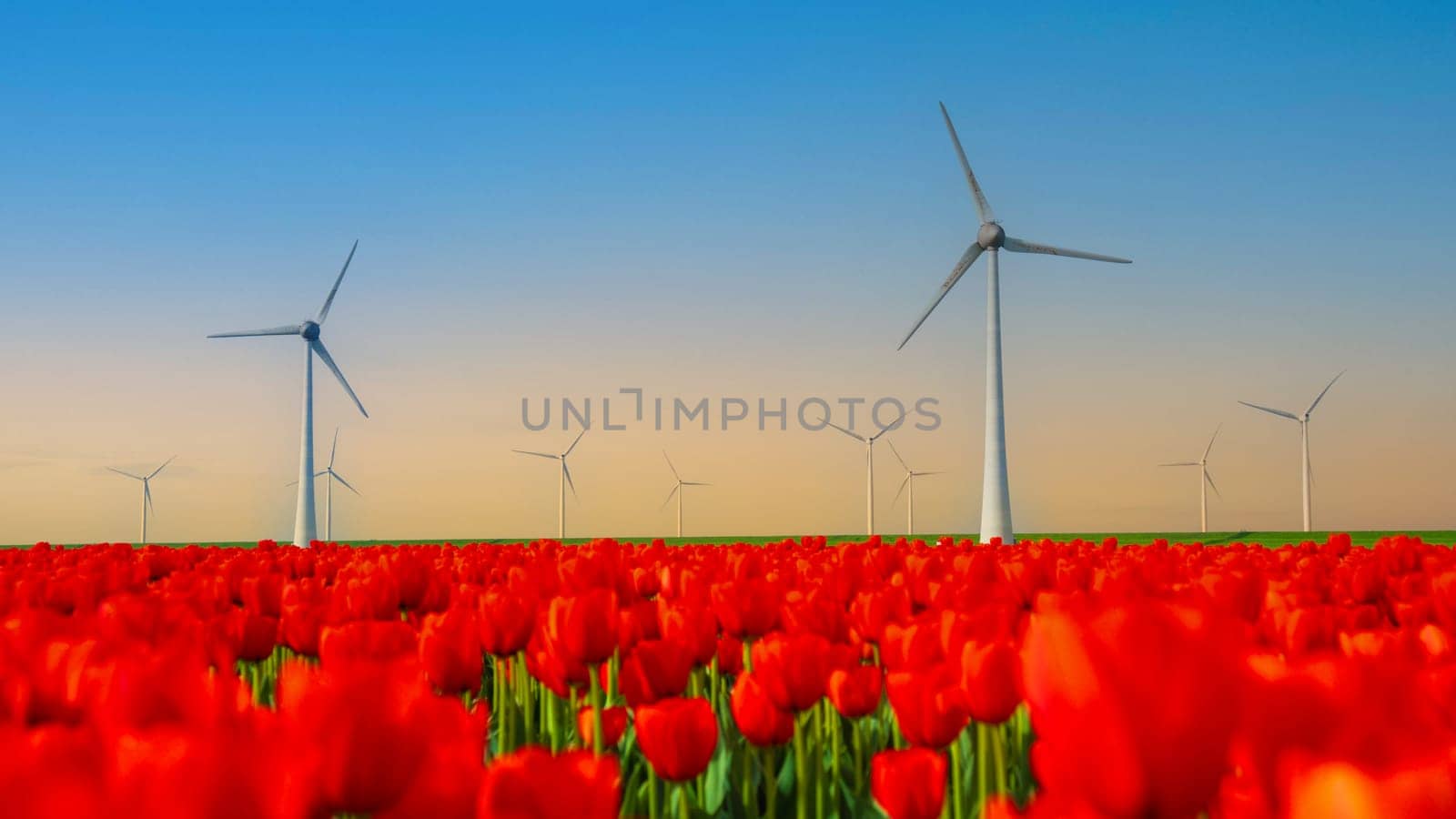 windmill park with tulip flowers in Spring, windmill turbines in the Netherlands Europe. windmill turbines in the Noordoostpolder Flevoland, red tulip field at sunset