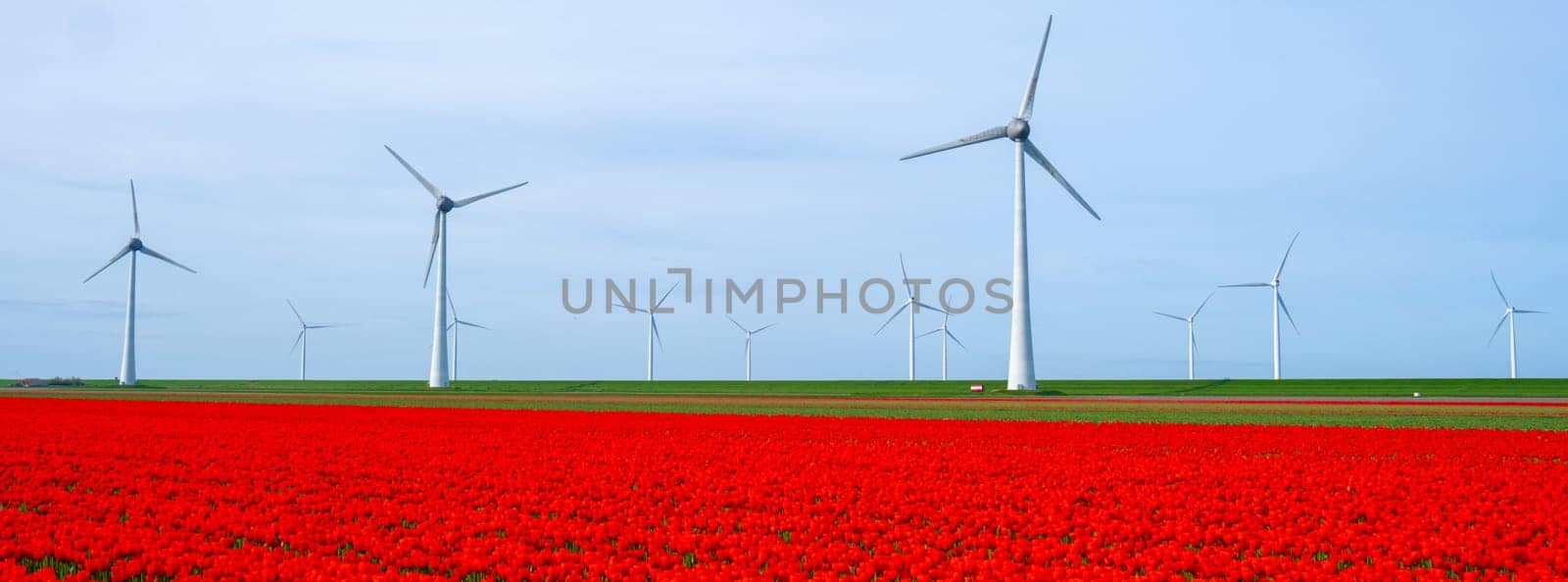 windmill park with tulip flowers in Spring, windmill turbines Netherlands Europe by fokkebok