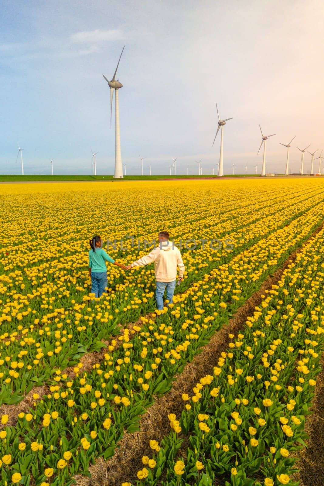 Men and women in flower fields seen from above with a drone in the Netherlands, Tulip fields Spring by fokkebok