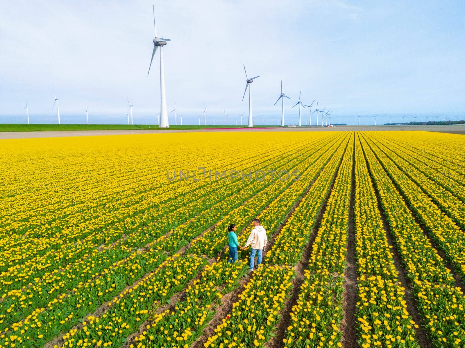 Men and women in flower fields seen from above with a drone in the Netherlands, Tulip fields in the Netherlands during Spring, diverse couple in spring flower field