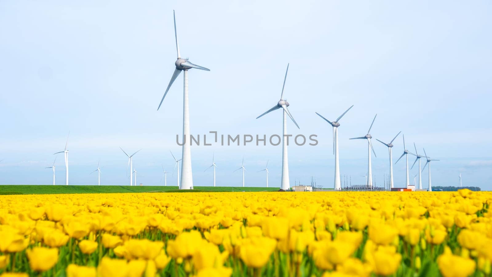 tulip flowers in Spring, windmill turbines in the Netherlands Europe. windmill turbines in the Noordoostpolder Flevoland