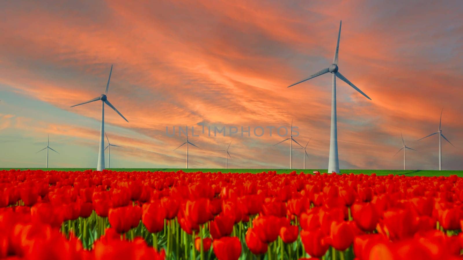 windmill park with tulip flowers in Spring at sunset, windmill turbines in the Netherlands Europe. windmill turbines in the Noordoostpolder Flevoland