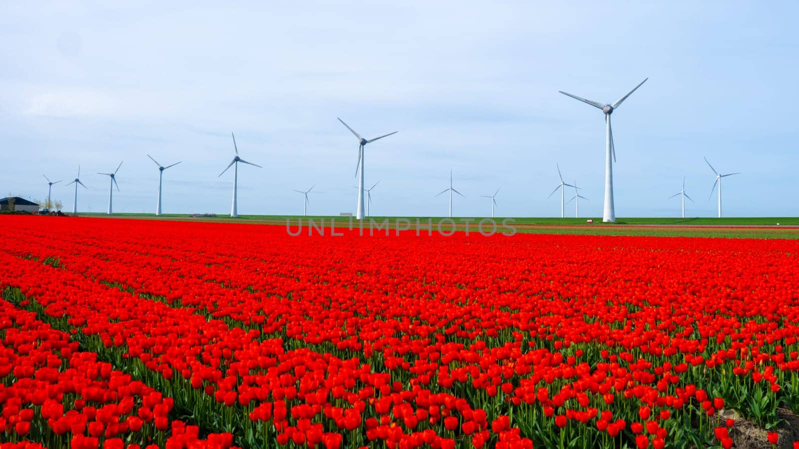 windmill park with red tulip flowers in Spring, windmill turbines in the Netherlands Europe. windmill turbines in the Noordoostpolder Flevoland Springtime