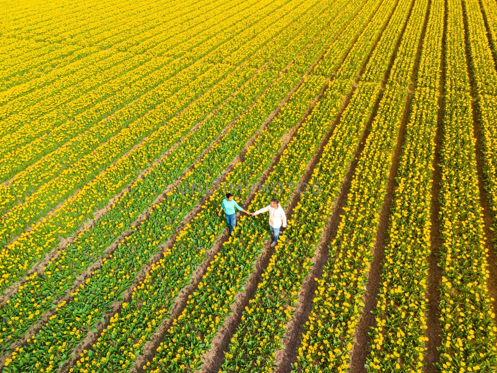 Men and women in flower fields seen from above with a drone in the Netherlands, Tulip fields in the Netherlands during Spring, diverse couple in spring flower field, Asian women and European man