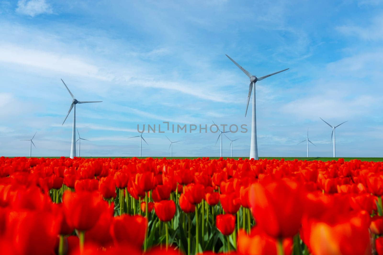 windmill park with red tulip flowers in Spring, windmill turbines in the Netherlands Europe. windmill turbines in the Noordoostpolder Flevoland