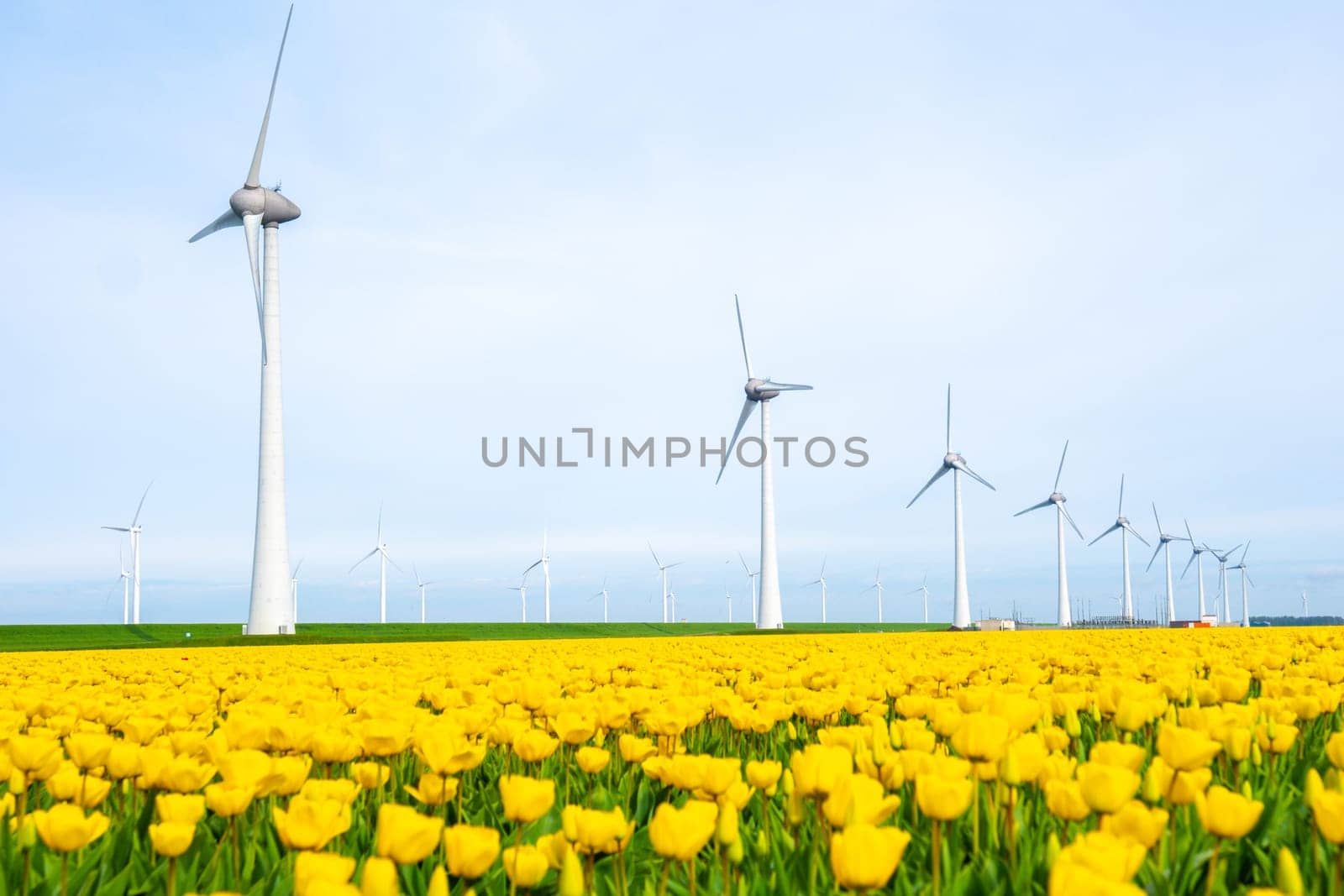 windmill park with tulip flowers in Spring, windmill turbines in the Netherlands Europe. windmill turbines in the Noordoostpolder Flevoland, eco friendly green energy