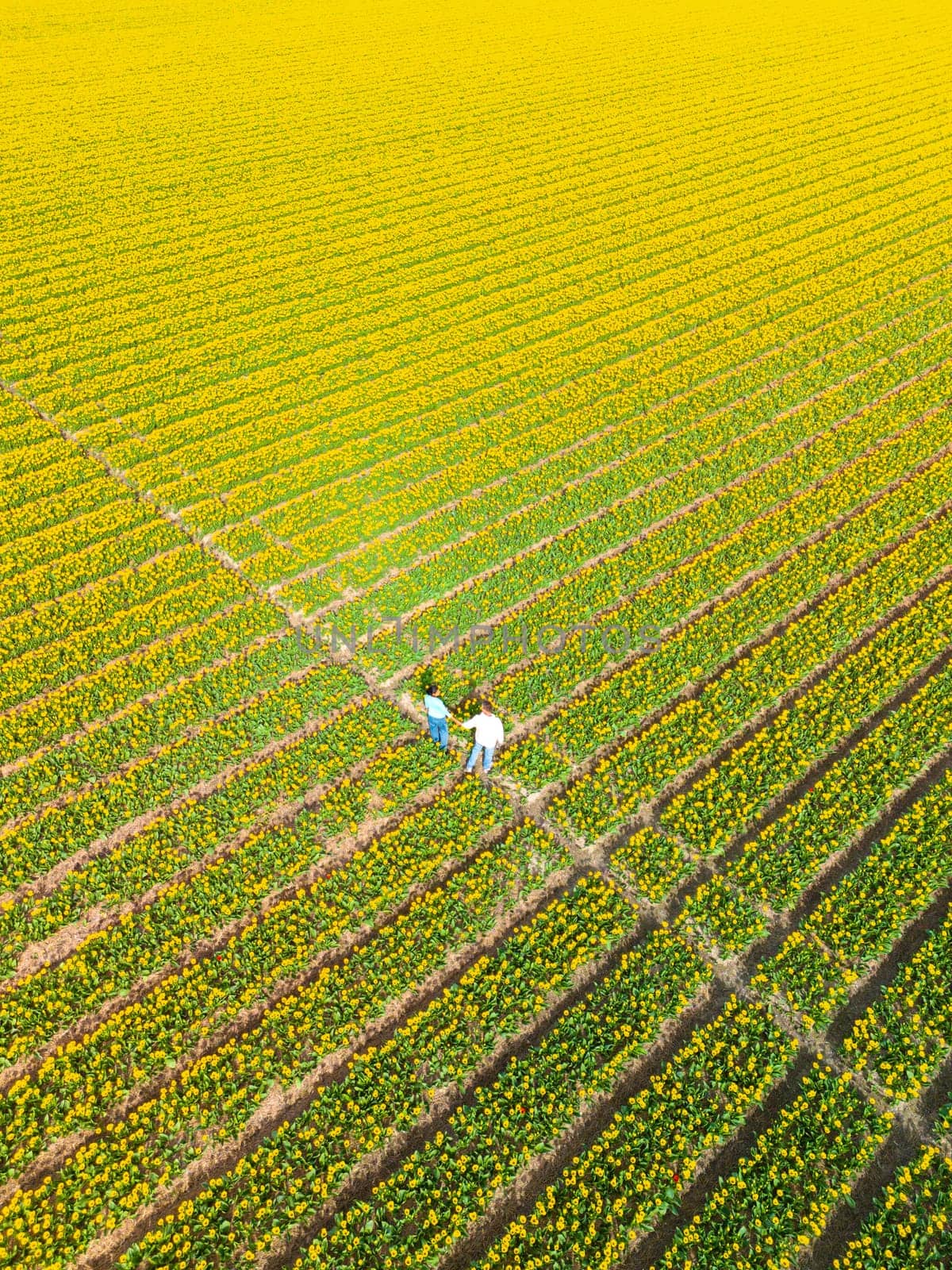 Men and women in flower fields seen from above with a drone in the Netherlands, Tulip fields Spring by fokkebok