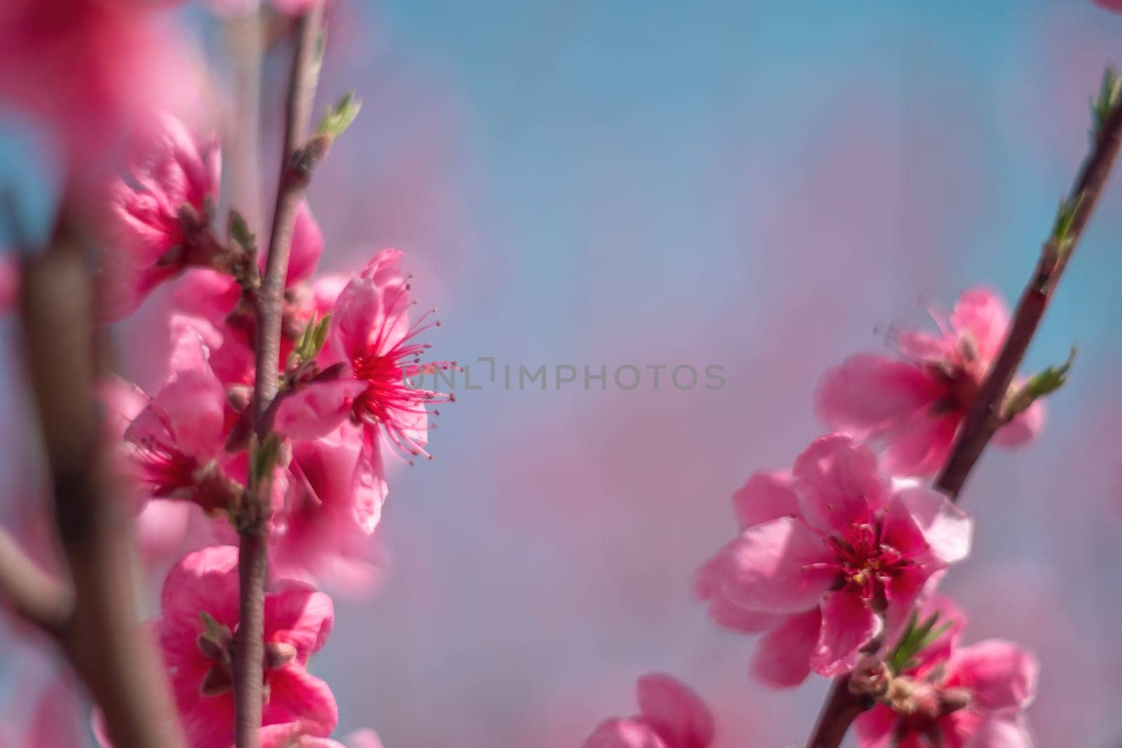 tree with pink peach flowers is in full bloom. The flowers are large and bright, and they are scattered throughout the tree. The tree is surrounded by a clear blue sky. by Matiunina