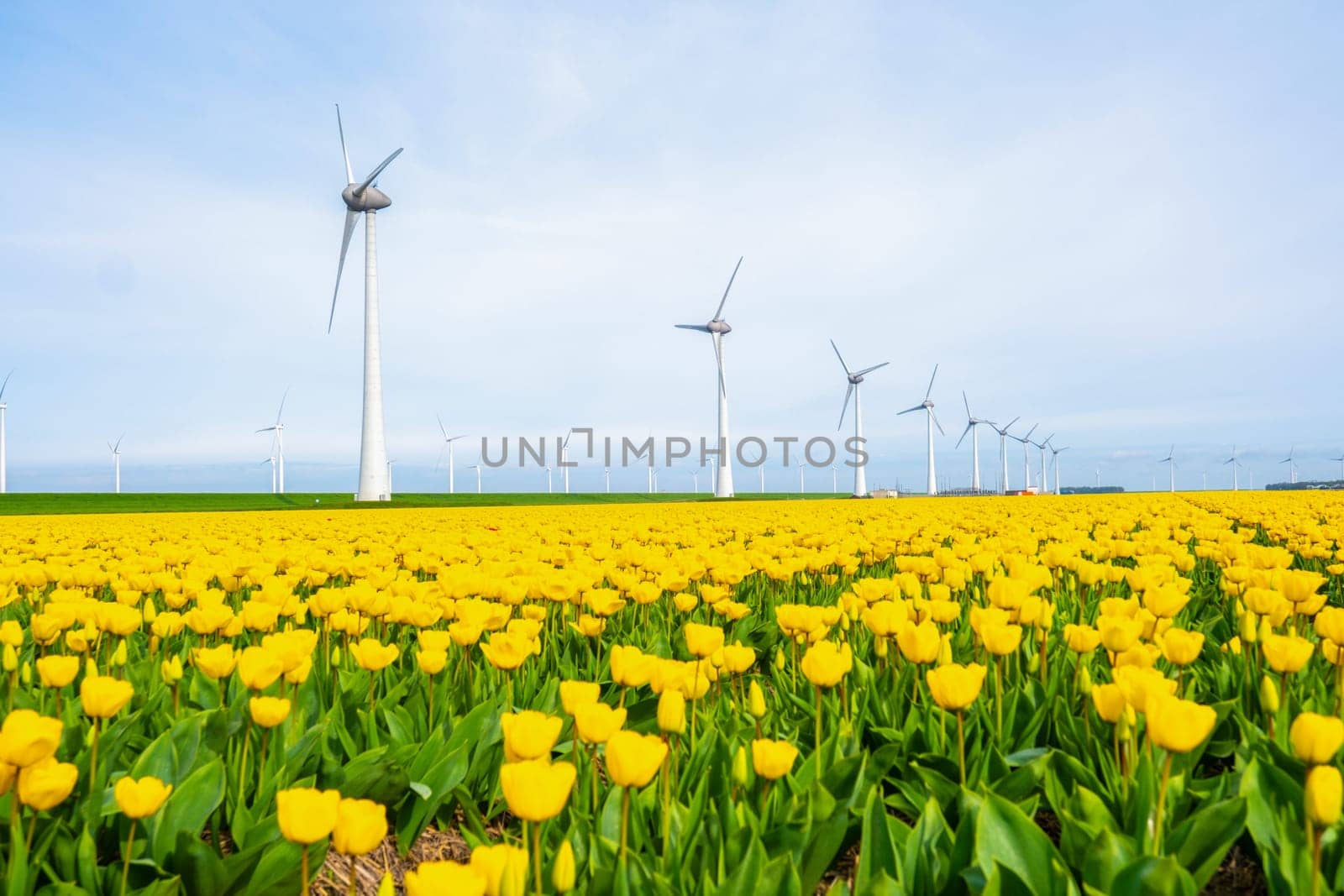 windmill park with tulip flowers in Spring, windmill turbines in the Netherlands Europe. windmill turbines in the Noordoostpolder Flevoland, yellow tulip field in Springtime on a sunny day