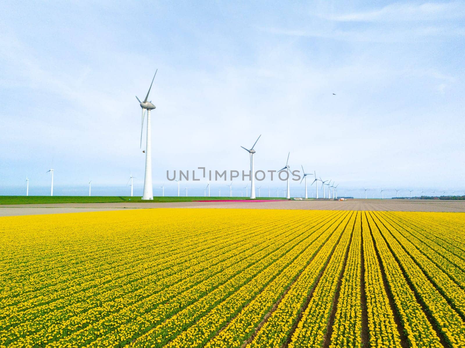 windmill park with tulip flowers in Spring, windmill turbines in the Netherlands Europe. windmill turbines in the Noordoostpolder Flevoland, a line of tulips in a flower field