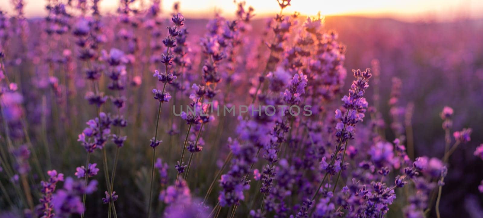 Blooming lavender in a field in Provence. Fantastic summer mood, floral sunset landscape of meadow lavender flowers. Peaceful bright and relaxing nature scenery. by Matiunina