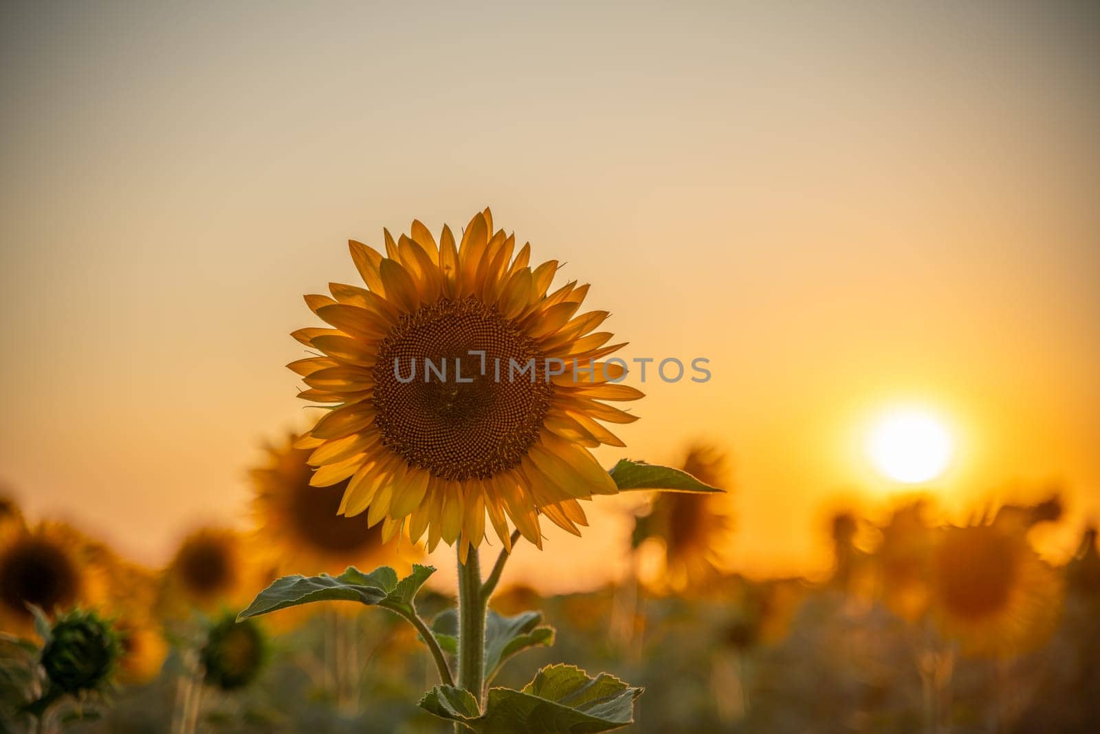 Field sunflowers in the warm light of the setting sun. Summer time. Concept agriculture oil production growing. by Matiunina