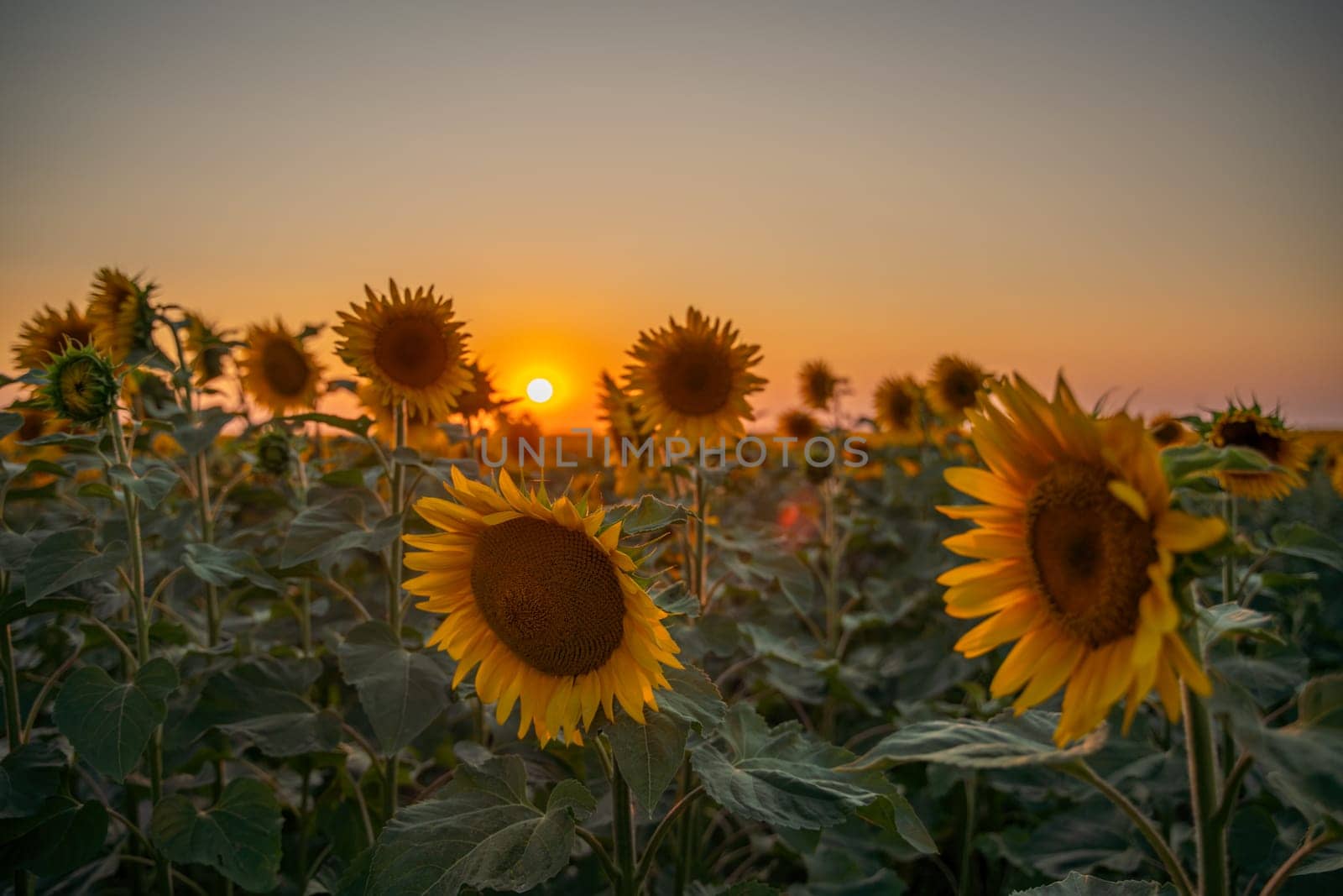 Field sunflowers in the warm light of the setting sun. Summer time. Concept agriculture oil production growing. by Matiunina