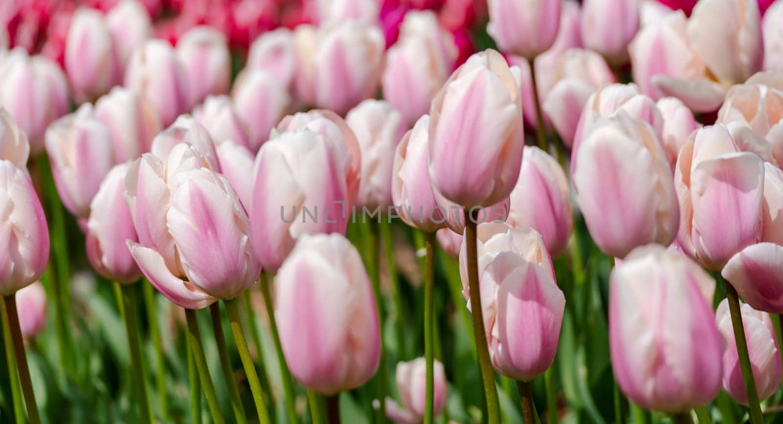 Tulip field. Pink tulips with white stripe close-up. Growing flowers in spring