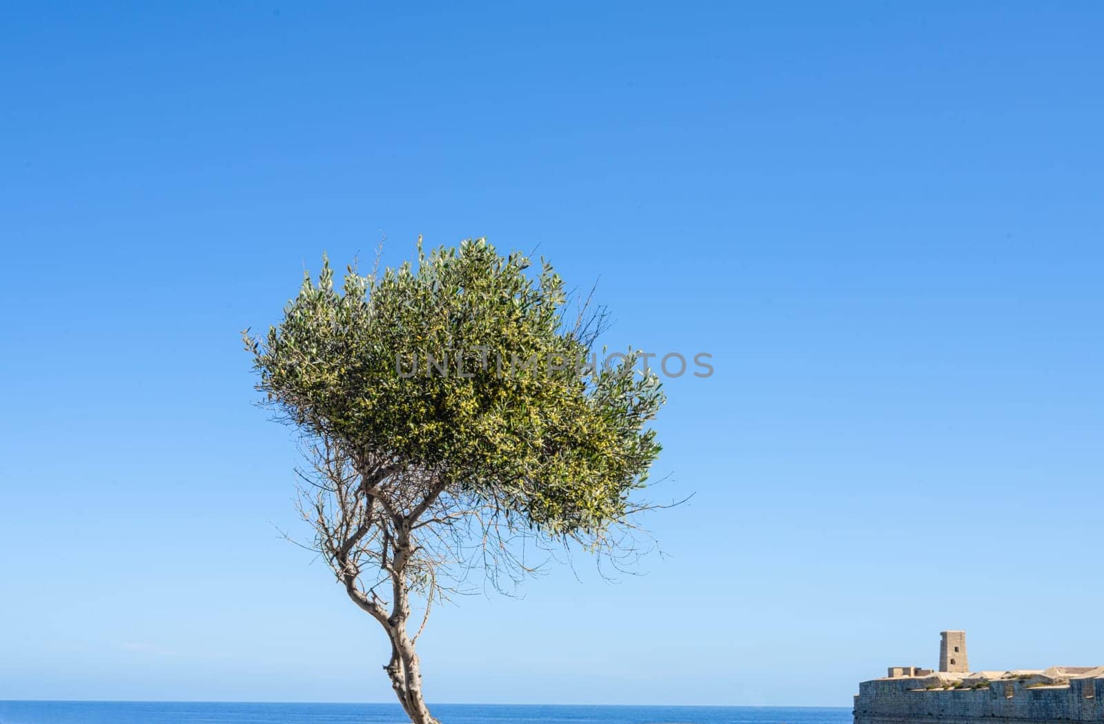 A tree in front of the sea in a summer day