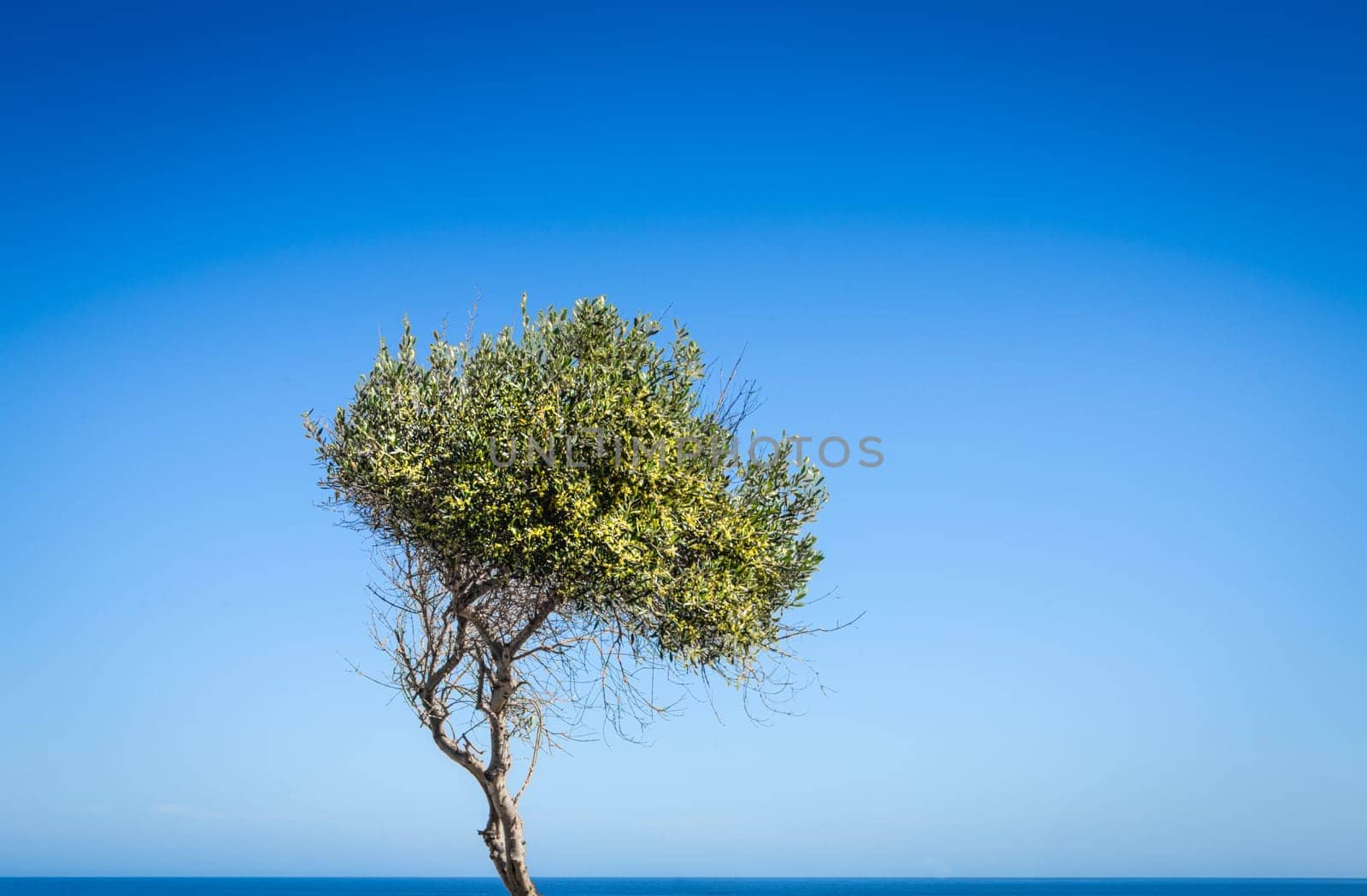 the tree in front of the sea by sergiodv