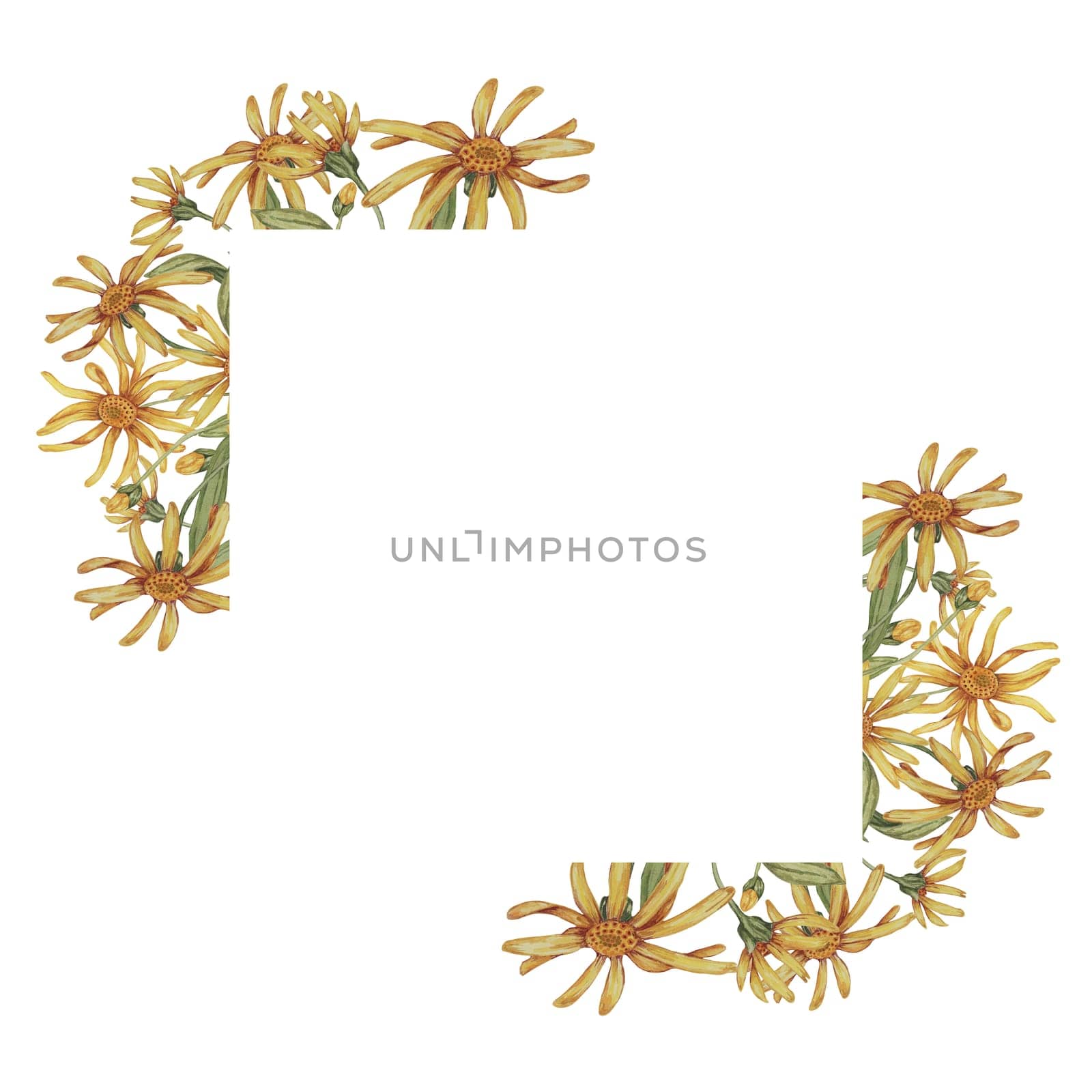 Arnica flowers in a square frame template. Mountain tobacco watercolor illustration, isolated for printing, greeting card, quote, gift tag, labels in cosmetics, herbal medicine, creams, ointments