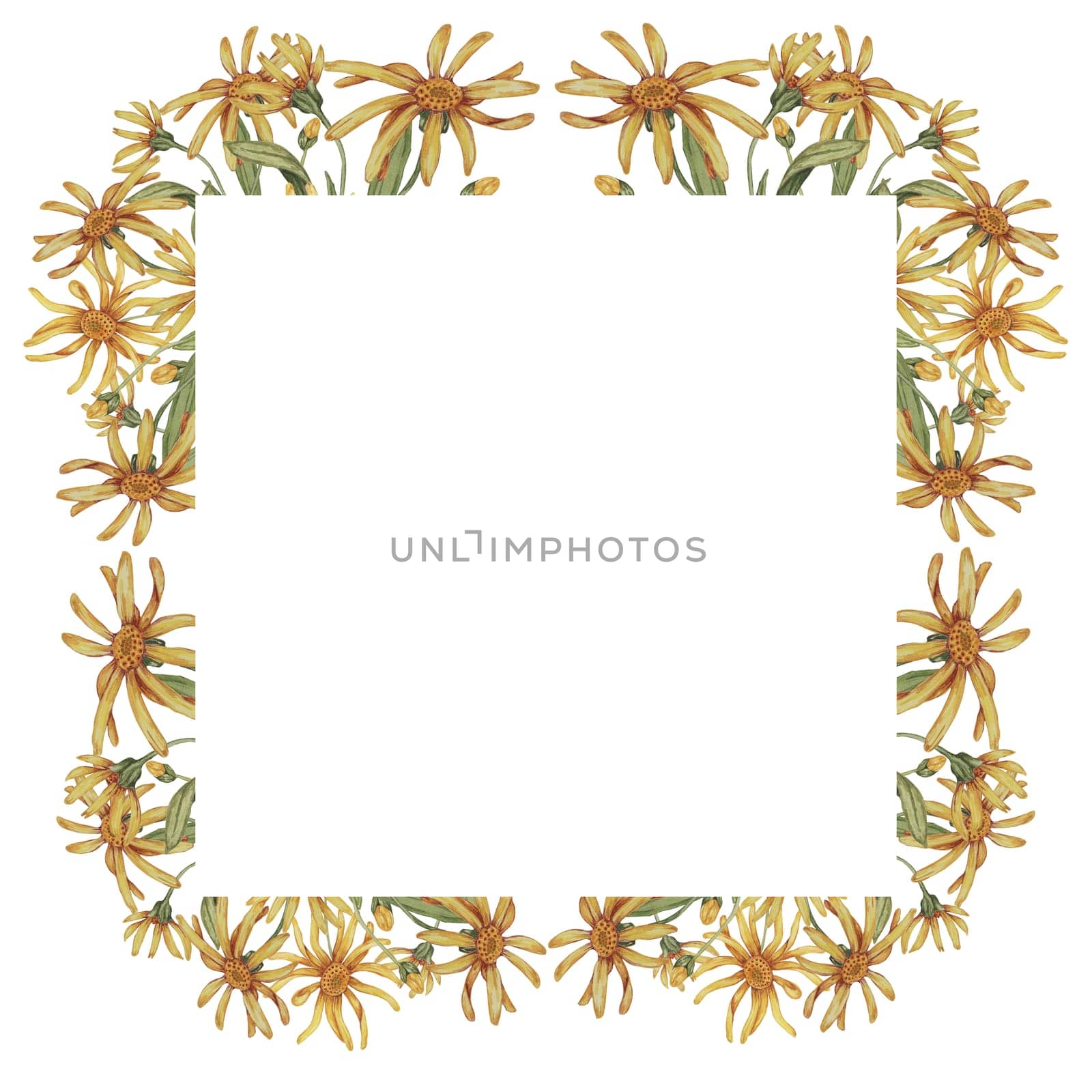 Arnica flowers in a square frame template. Mountain tobacco watercolor illustration, isolated for printing, greeting card, quote, gift tag, labels in cosmetics, herbal medicine, creams, ointments