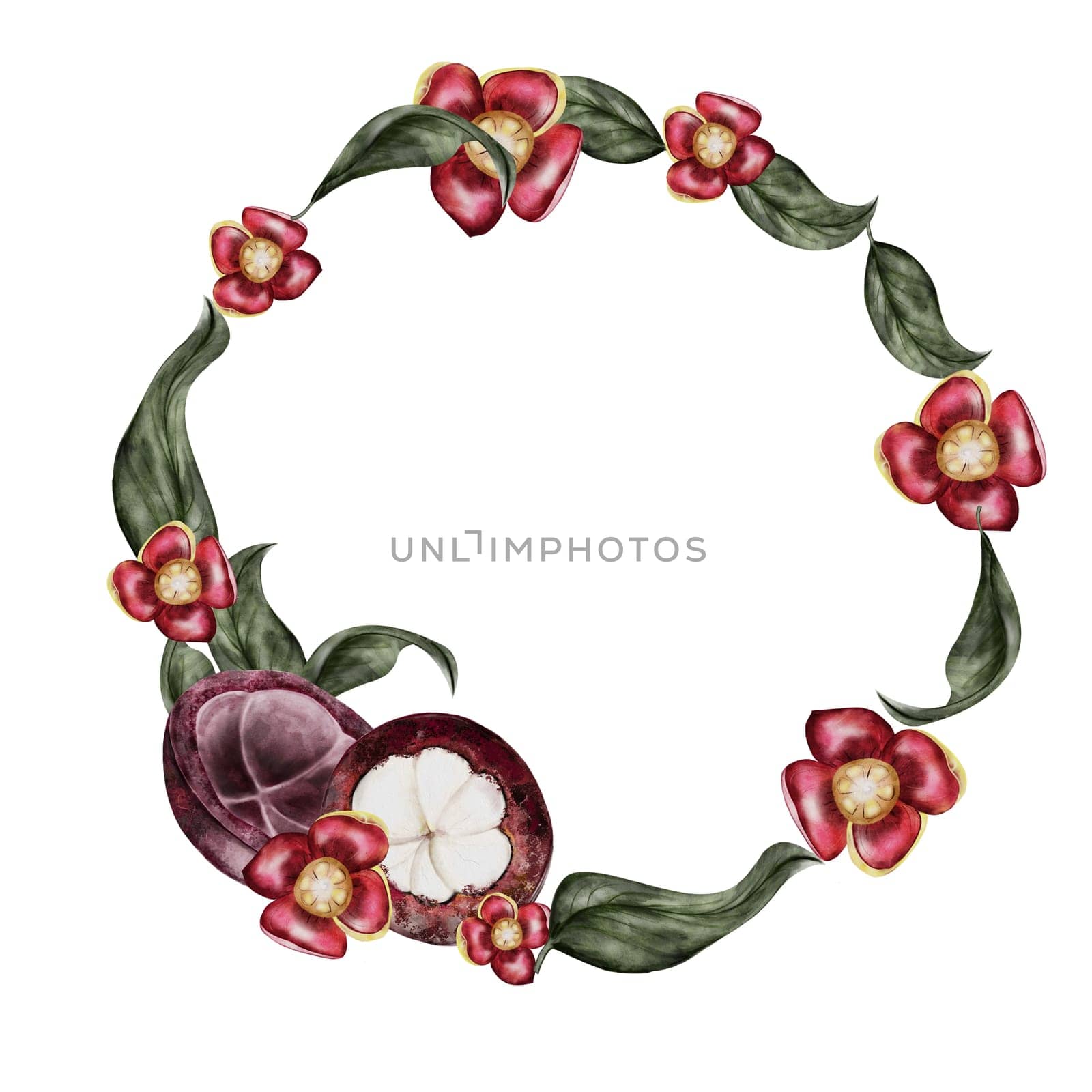 Watercolor illustration of mangosteen fruit. Tropical fruits hand drawn round frame isolated on white background. Botanical pictures of Asian food garcinia. Realistic sketch of mangosteen for designing Thai and vegetarian restaurant menus and recipes, cosmetics stickers. High quality illustration