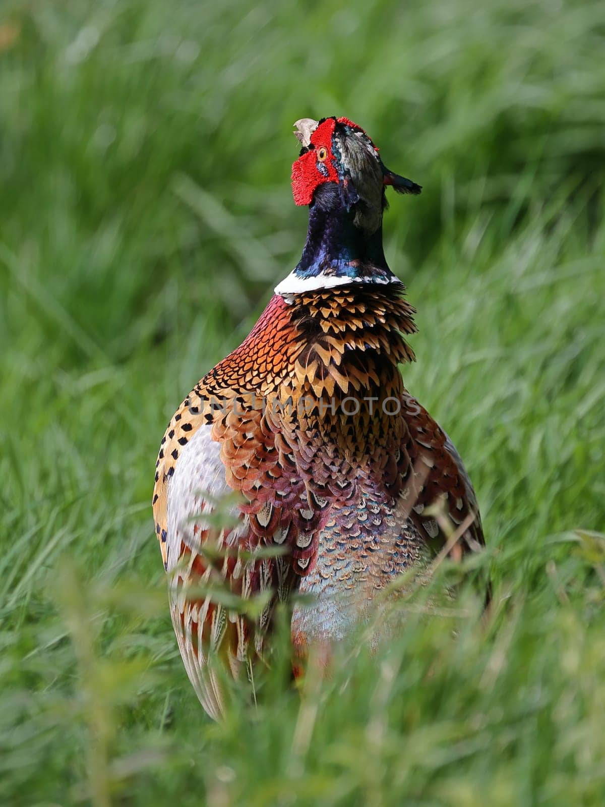 A close up image of an adult male pheasant in Northern England.