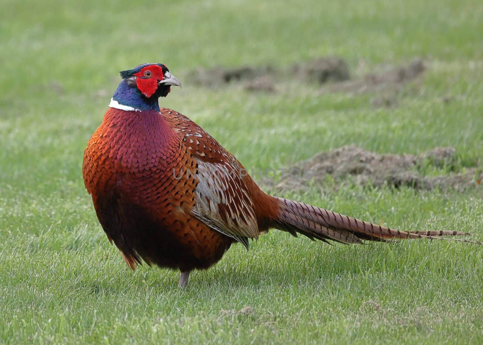 A close up image of an adult male pheasant in Northern England.