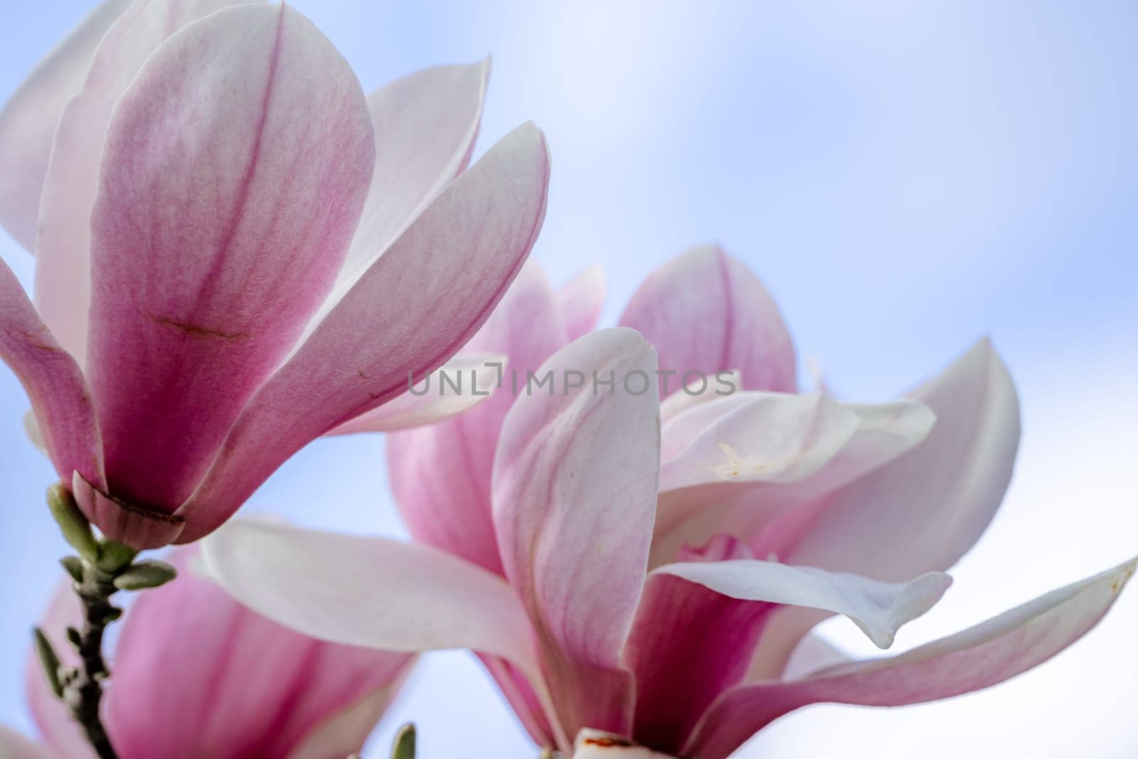 Magnolia Sulanjana flowers with petals in the spring season. the beautiful pink magnolia flowers in spring, selective focusing.