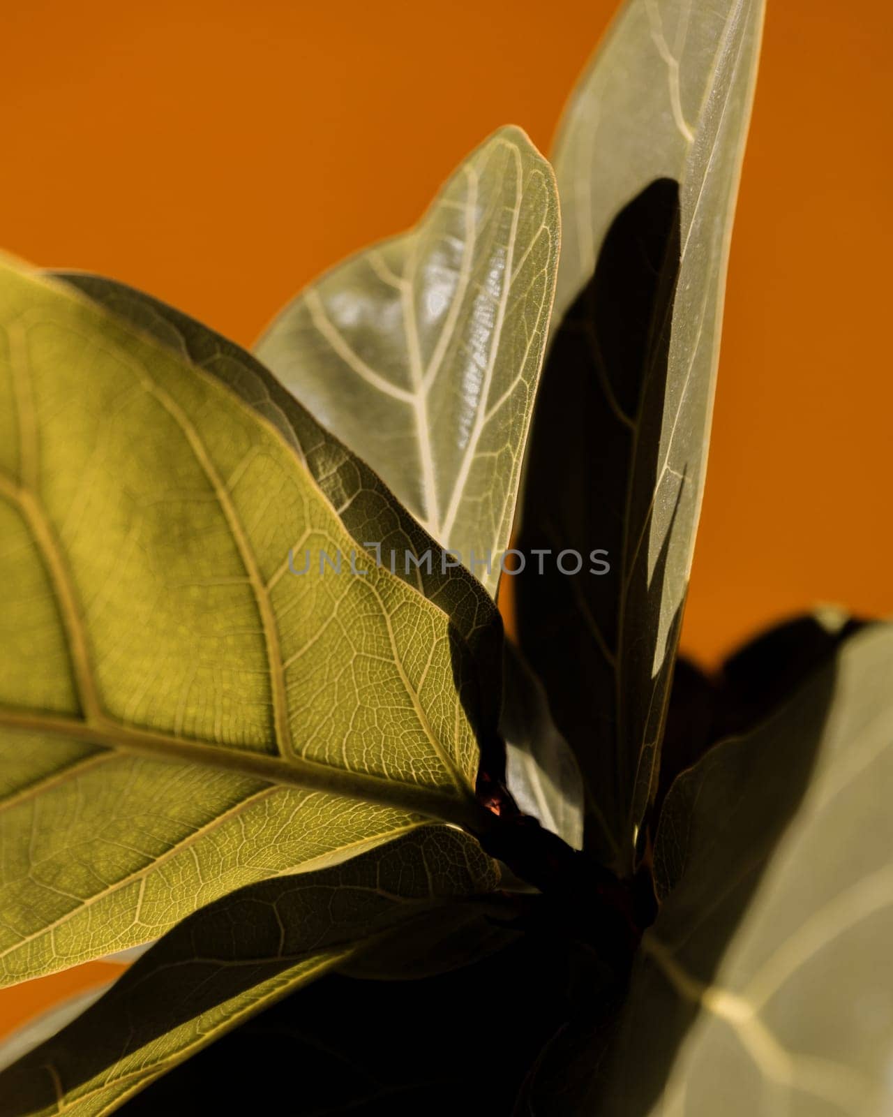 A Close Up Of A Green Black Leaf On An Orange Background by apavlin