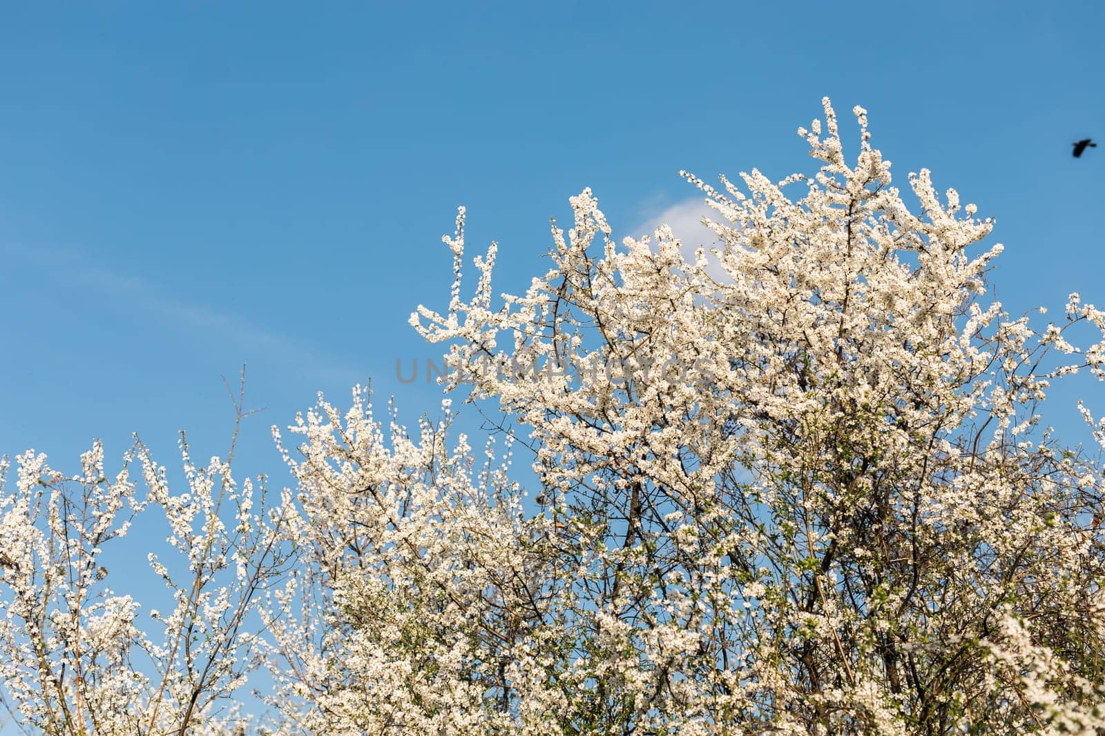 Cherry or apple tree blossoms over blurred nature background. Spring flowers and blue sky. by Satura86