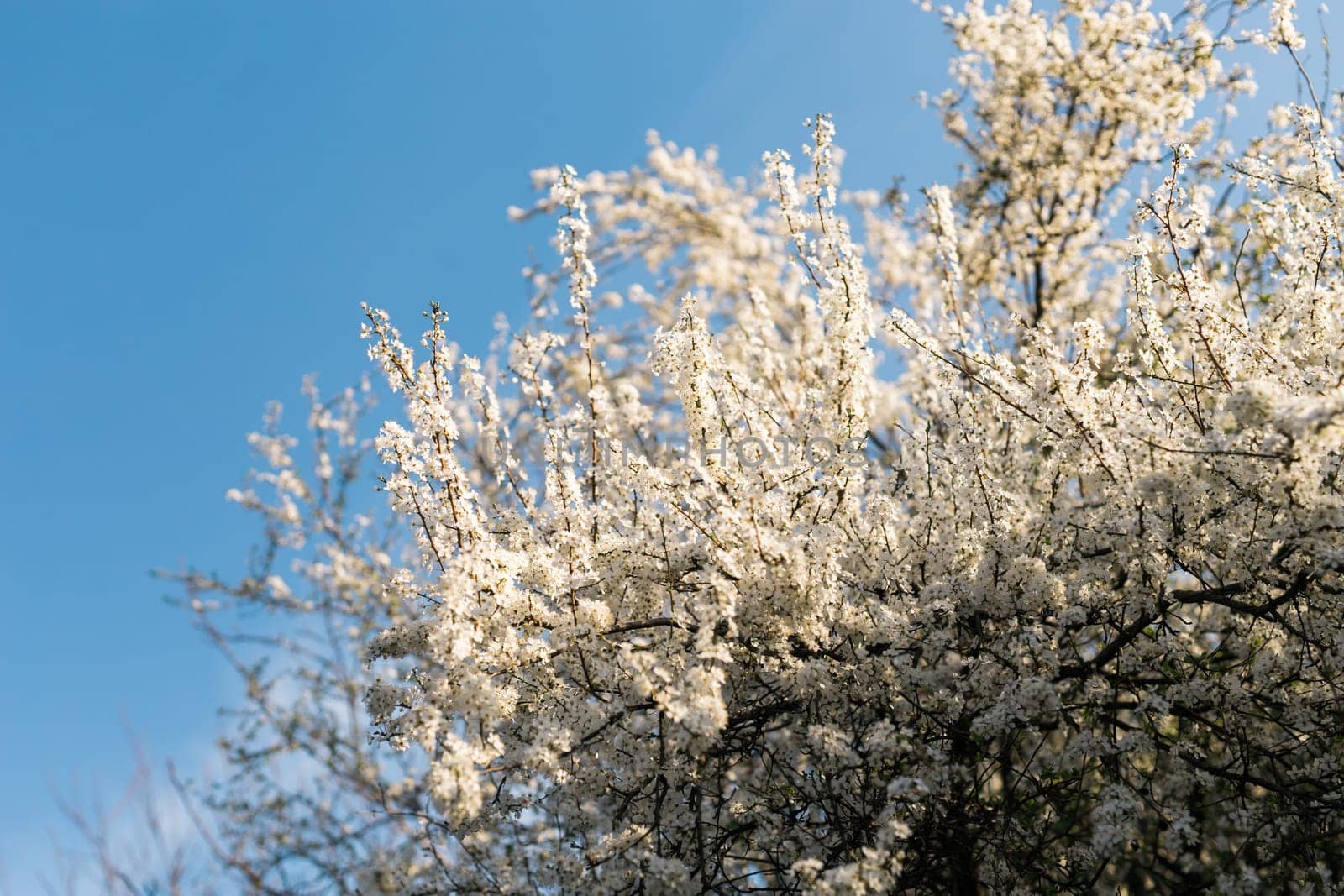 Cherry or apple tree blossoms over blurred nature background. Spring flowers and blue sky