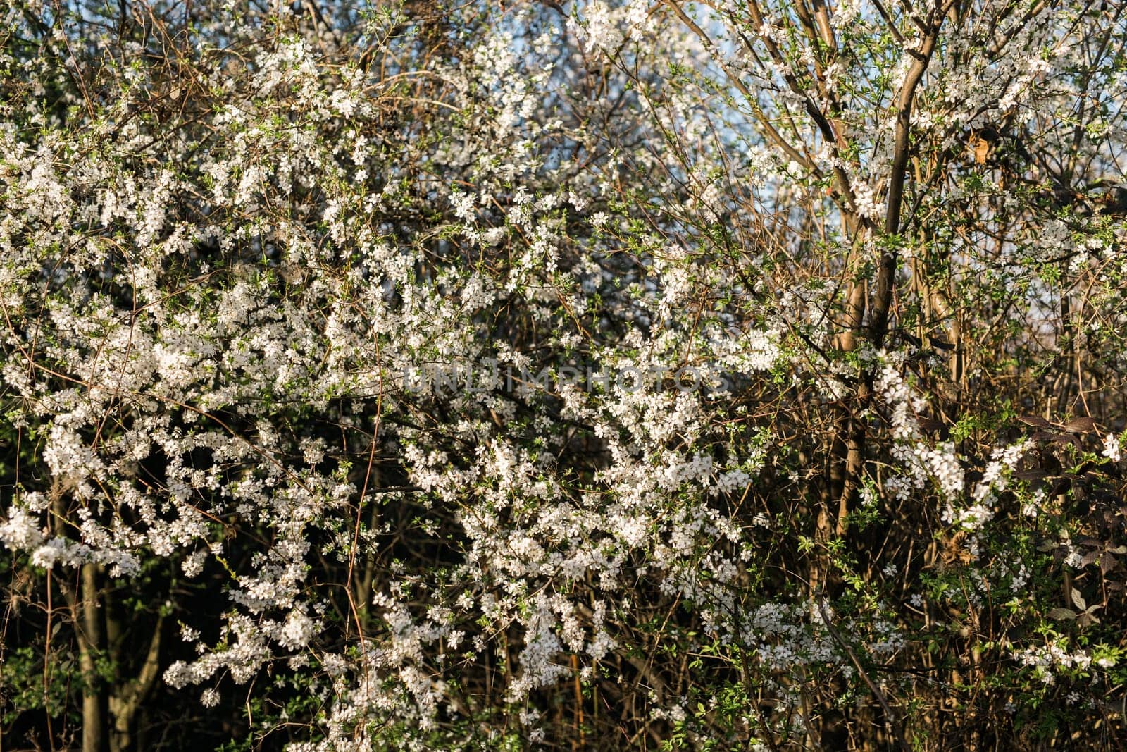 Cherry or apple tree blossoms over blurred nature background. Spring flowers and blue sky