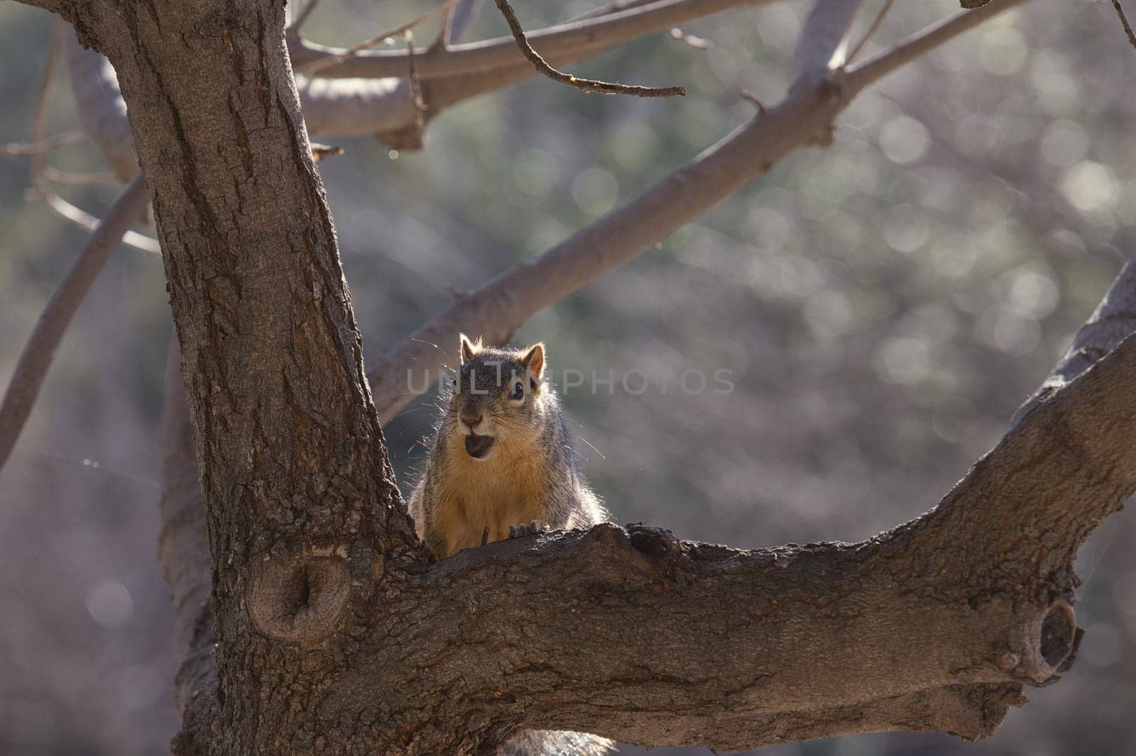 Evoke the playful charm of the American West with this delightful photograph featuring a Fox Squirrel in its natural Californian habitat. Captured in a moment of earnest curiosity, the squirrel's bushy tail and gleaming eyes embody the untamed beauty of the Golden State's diverse ecosystems. The photo's composition expertly balances detail and context, allowing the viewer to appreciate both the intricacies of the squirrel's fur and the surrounding woodland. Perfect for adding a touch of whimsy, warmth, and natural beauty to any space