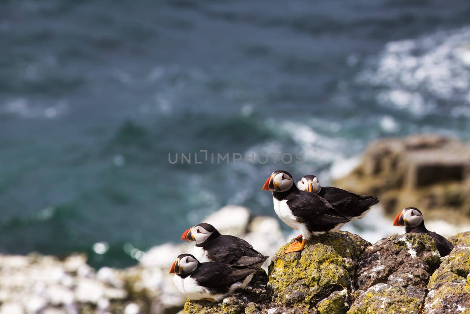 Immerse yourself in the mesmerizing world of puffins with this spellbinding photograph. Showcasing a quintet of puffins perched on a coastal rock, all facing in the same direction, the image evokes a collective focus, curiosity, or perhaps even anticipation. The coordinated gaze of these charming seabirds, set against the soothing backdrop of the ocean, creates a compelling narrative open to interpretation. Ideal for adding a touch of mystery, unity, and natural beauty to any environment