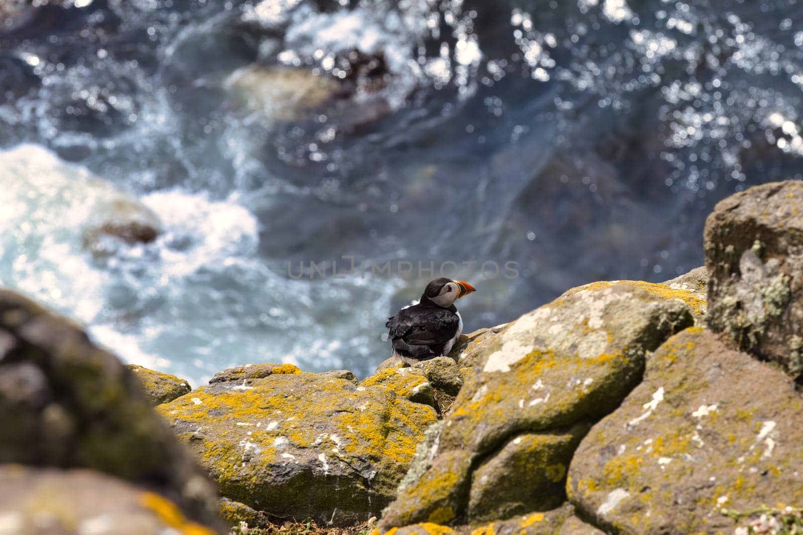 Puffin on Cliff's Edge with Rolling Waves in the Background by OliveiraTP