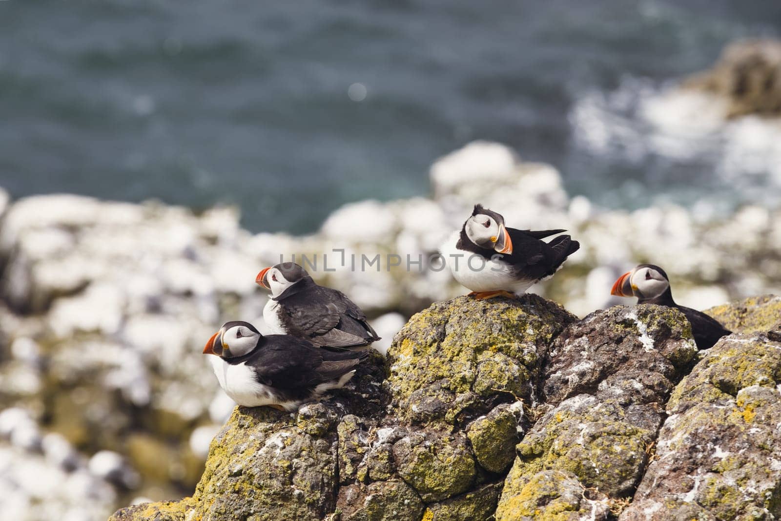 Puffin Social Circle: Four Puffins Engaging on a Coastal Rock by OliveiraTP