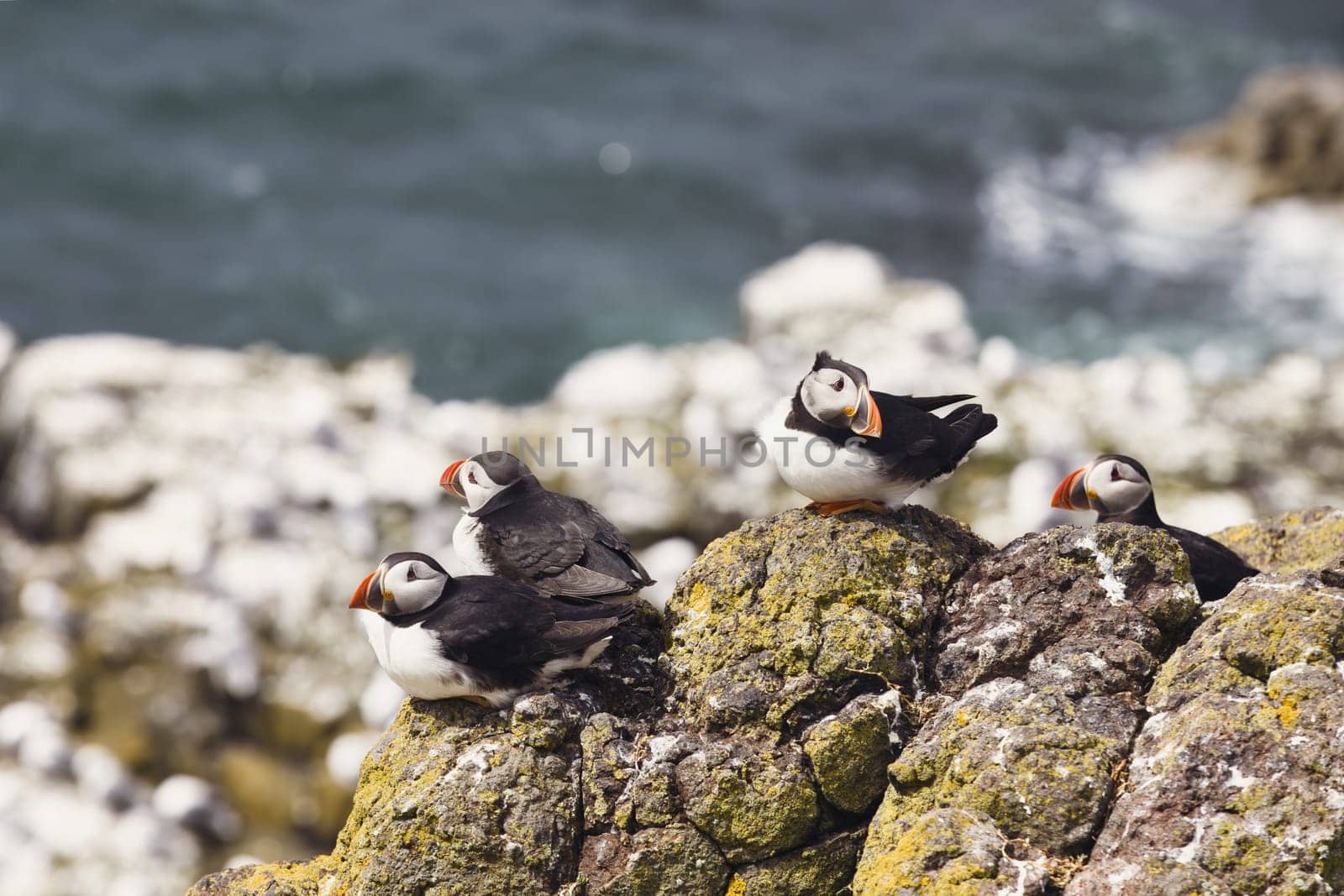 Elevate your space with the enchanting dynamics of puffin social life through this captivating photograph. Featuring a group of four puffins vividly interacting on a coastal rock, each bird uniquely posed and expressive, the image exudes a sense of community and conversation. Set against the tranquil hues of the ocean, these charming seabirds become the irresistible focal point.