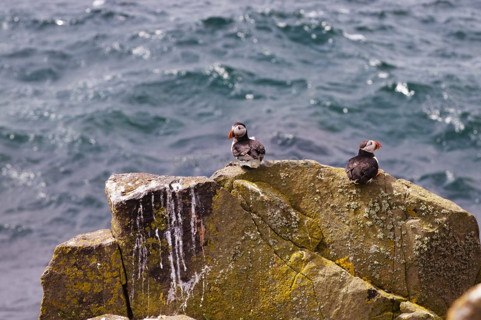 Two Puffins on a Tall Rectangular Rock by OliveiraTP