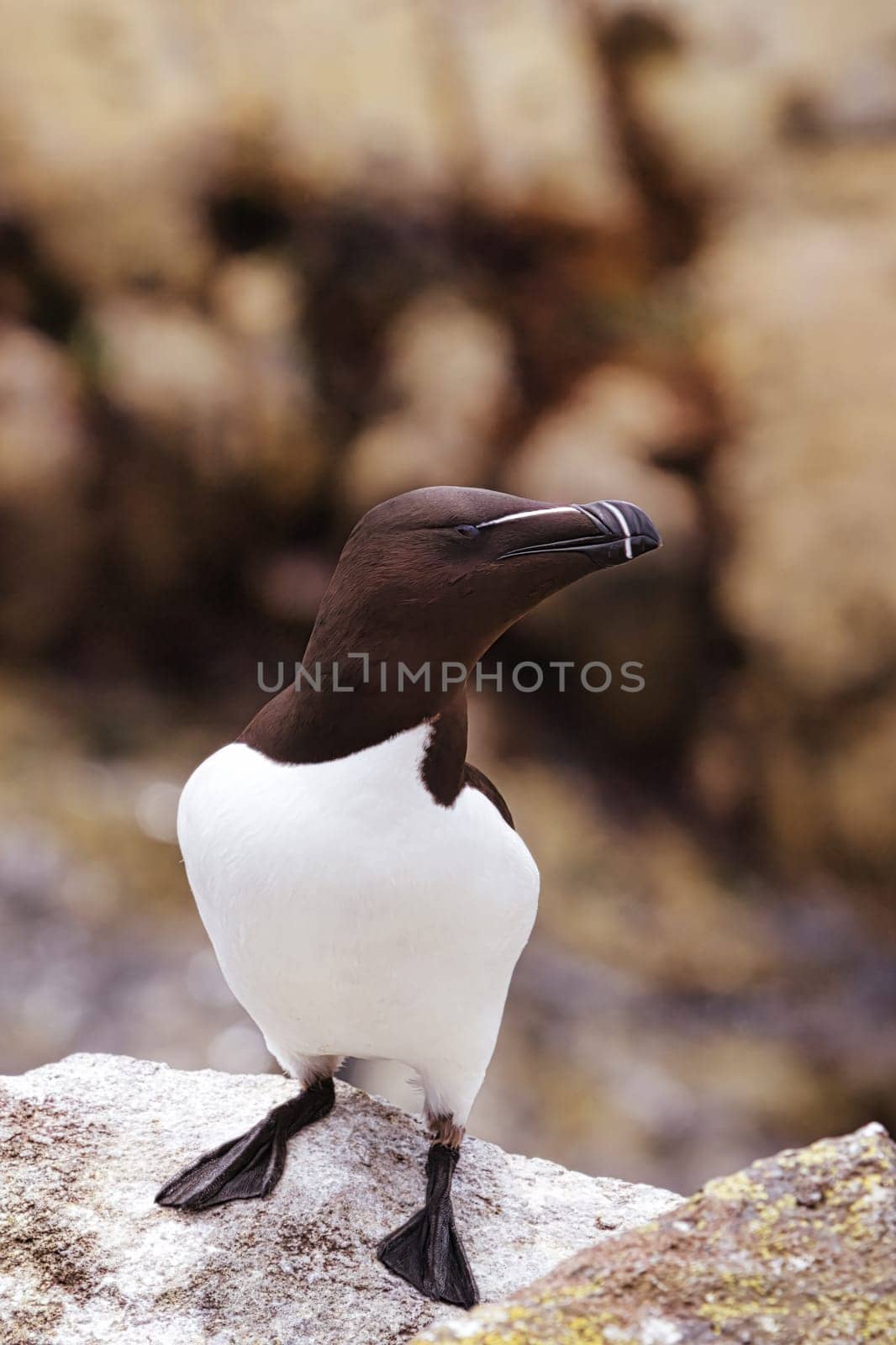 Experience the arresting beauty of one of the ocean's elusive birds with this close-up photograph of a Razorbill, captured on the iconic Isle of May. The image offers an unparalleled look at the bird's intricate feather patterns, striking beak, and intense gaze, allowing the viewer to appreciate the subtleties that make this species so captivating. The close-up perspective provides an intimacy that is often missing in wildlife photography, making you feel as if you're sharing a quiet moment with this remarkable bird.