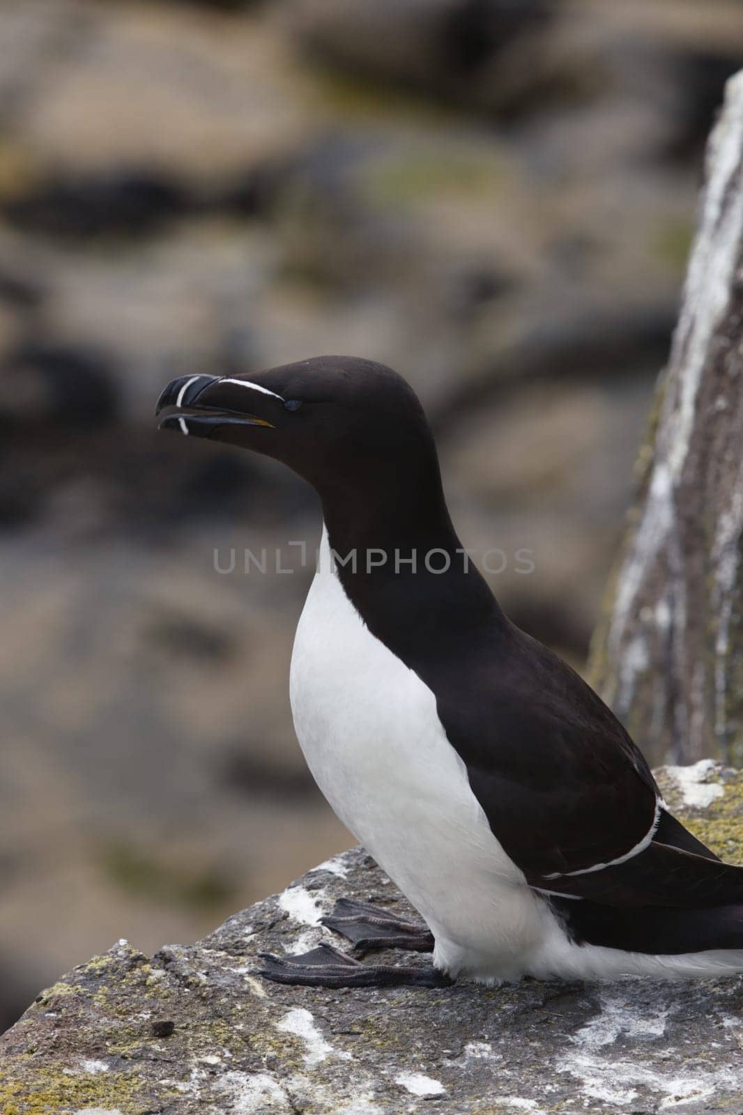 Experience the arresting beauty of one of the ocean's elusive birds with this close-up photograph of a Razorbill, captured on the iconic Isle of May. The image offers an unparalleled look at the bird's intricate feather patterns, striking beak, and intense gaze, allowing the viewer to appreciate the subtleties that make this species so captivating. The close-up perspective provides an intimacy that is often missing in wildlife photography, making you feel as if you're sharing a quiet moment with this remarkable bird.