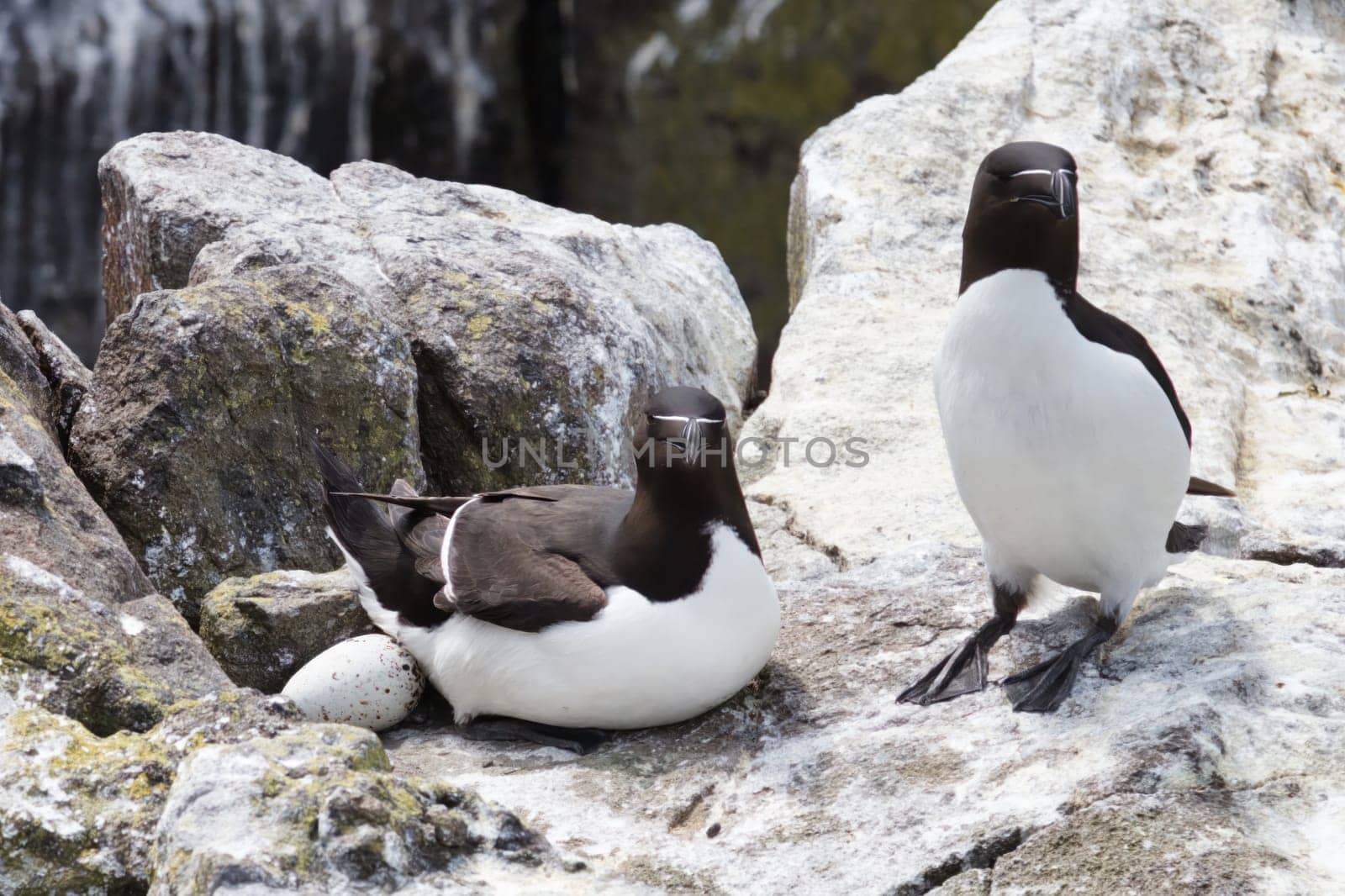 Step into a world of natural devotion with this tender photograph featuring a Razorbill couple, where the female is seen guarding an egg. This intimate moment, captured in sharp detail, allows the viewer to connect with the primal themes of love, protection, and the circle of life. The male Razorbill stands by, contributing to an atmosphere of shared responsibility and care. Set against a simple background, the couple and their soon-to-be offspring become the heartwarming focal point of the image.