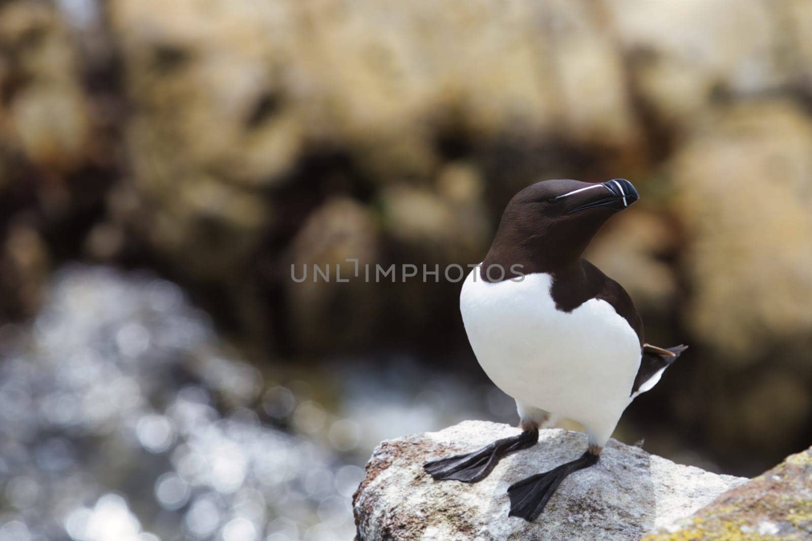 Solitary Razorbill on Coastal Rock - Wildlife Stock Photo by OliveiraTP