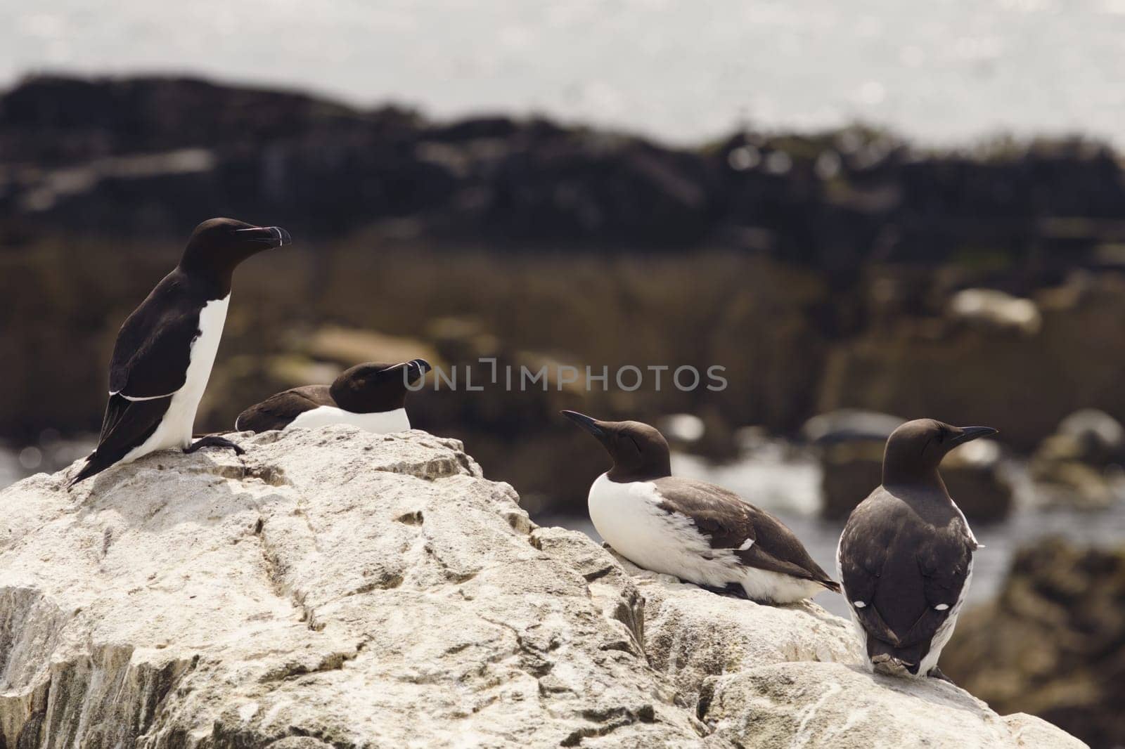 Witness the subtle beauty of avian interaction in this captivating photograph featuring four Razorbills-two males and two females engaged in a mutual gaze. The birds are poised on a rock, and how they look towards each other suggests a complex social dynamic or avian courtship. This photograph showcases the exquisite details of the Razorbills' plumage and offers a rare glimpse into their behavioural patterns.