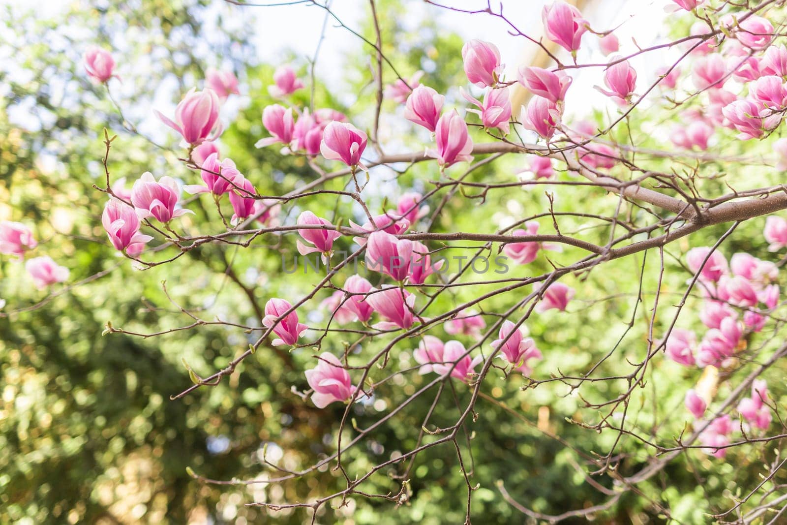 Beautiful blooming magnolia tree flower in the garden. Spring bloom time by Satura86