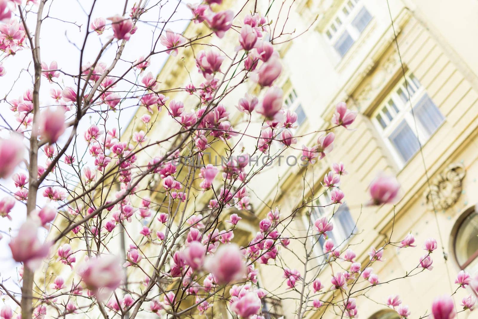 Blooming pink magnolias on the streets and in the courtyards of houses. Magnolia tree with pink flowers.