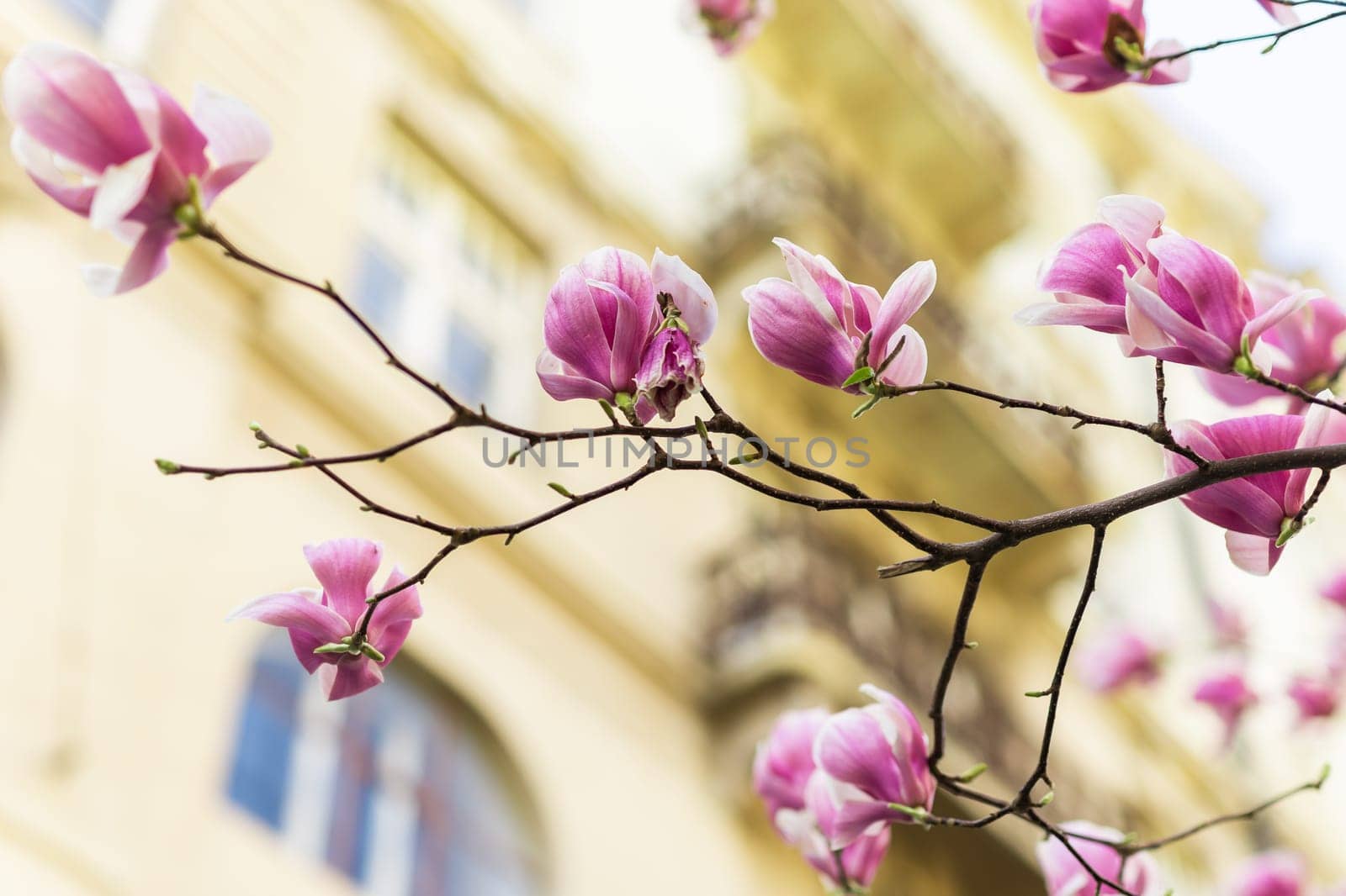 Blooming pink magnolias on the streets and in the courtyards of houses. Magnolia tree with pink flowers by Satura86