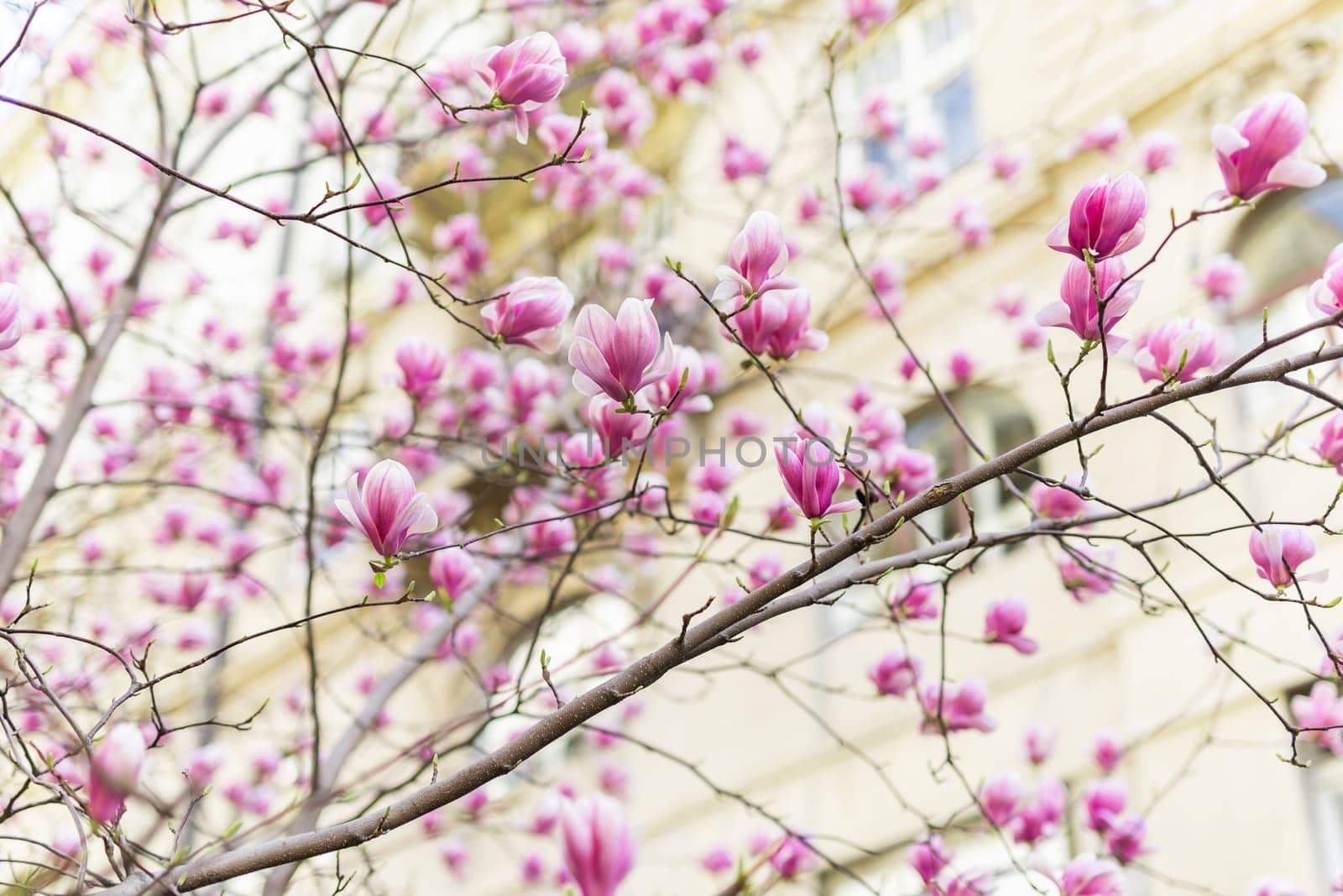 Blooming pink magnolias on the streets and in the courtyards of houses. Magnolia tree with pink flowers.