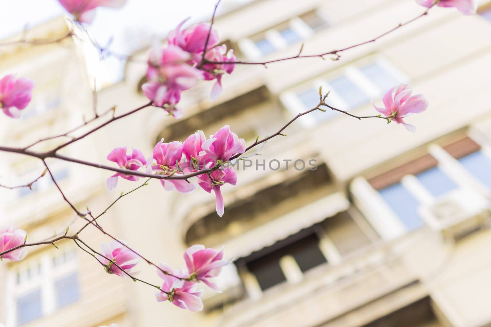 Blooming pink magnolias on the streets and in the courtyards of houses. Magnolia tree with pink flowers by Satura86